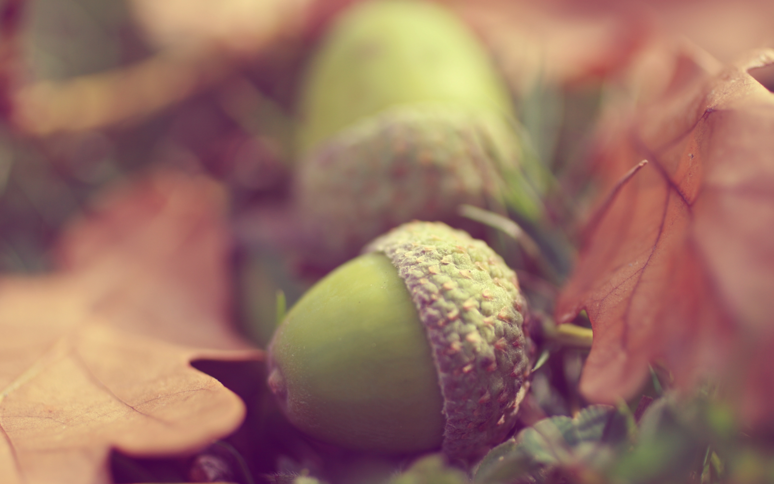 Acorns and autumn oak leaves HD Wallpaper. Background Image