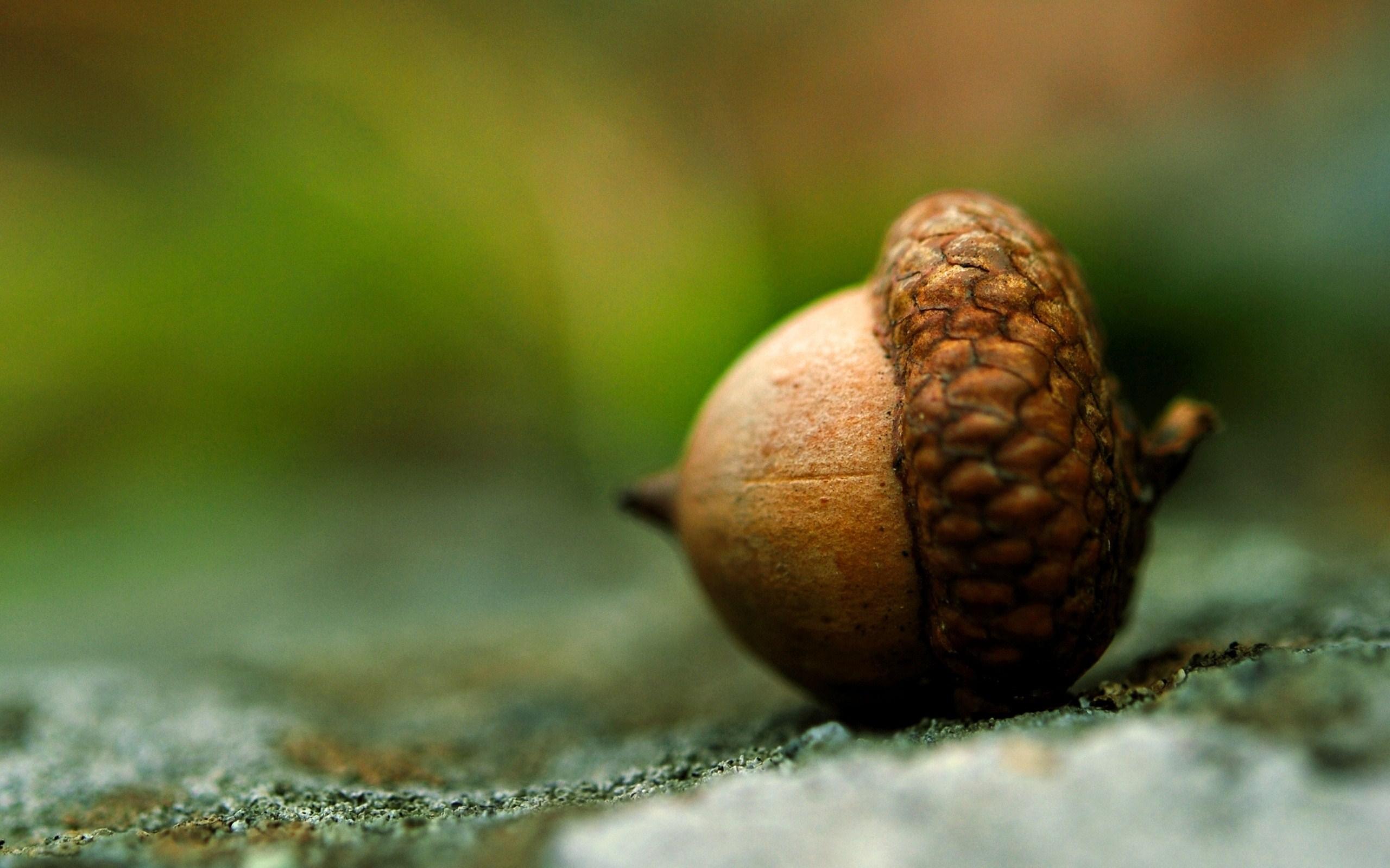 Acorn wallpaper