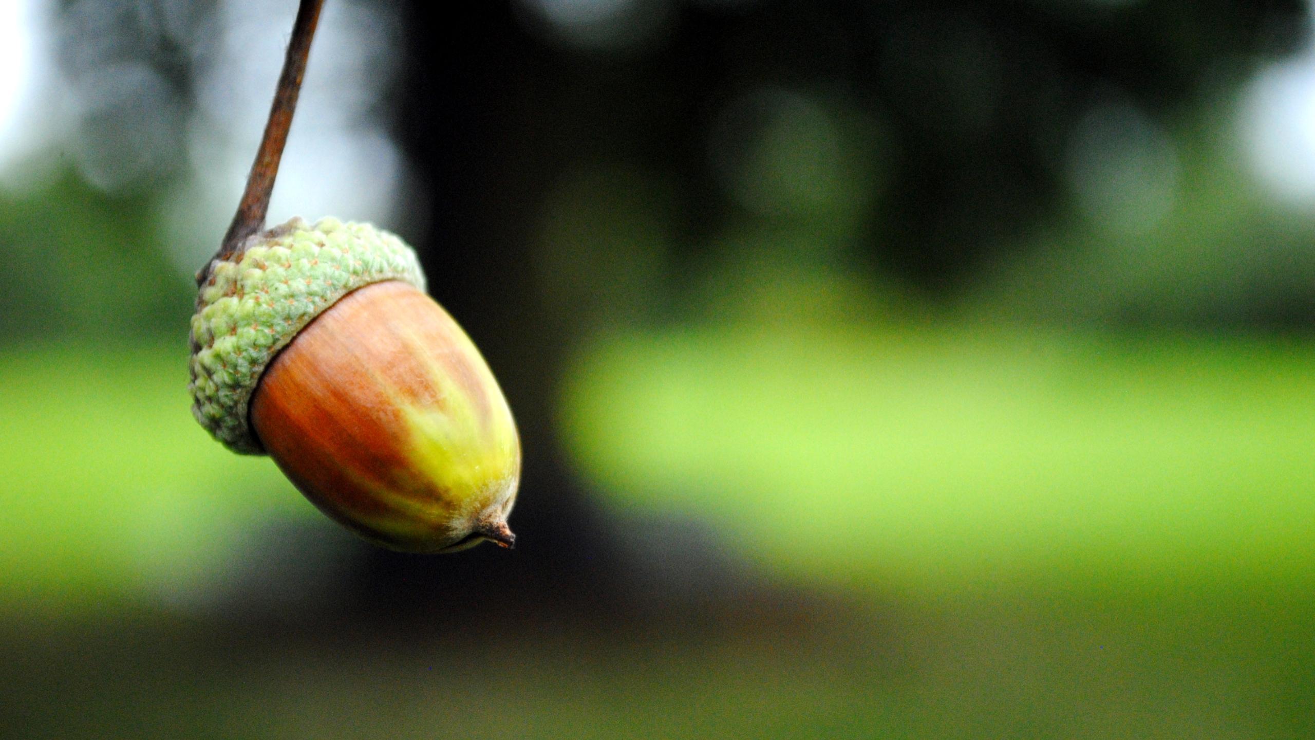 Acorn Wallpapers - Wallpaper Cave