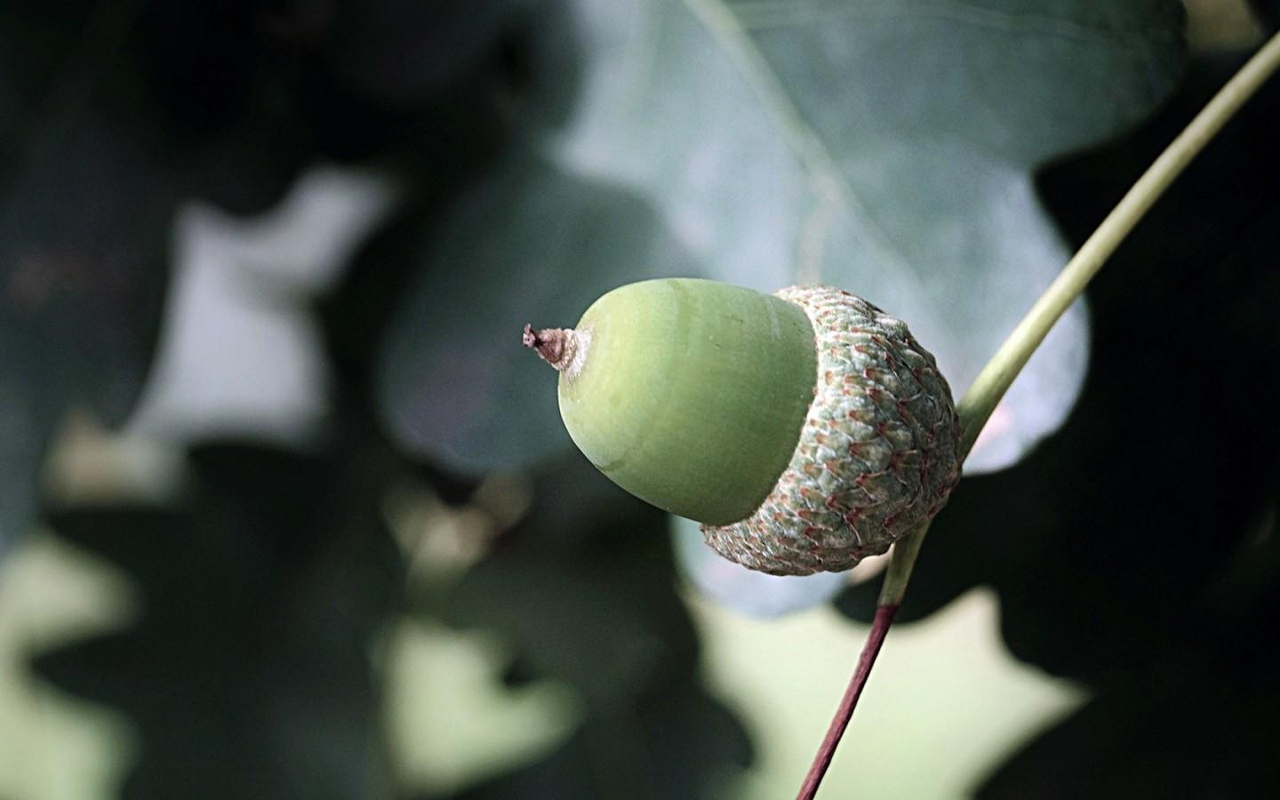 Acorn Tag wallpaper: Acorn Photography Leaf Green Leaves Oak