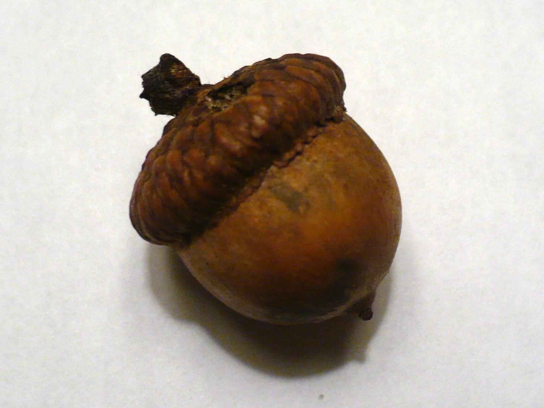 1760x1320px Acorn (512.65 KB).04.2015