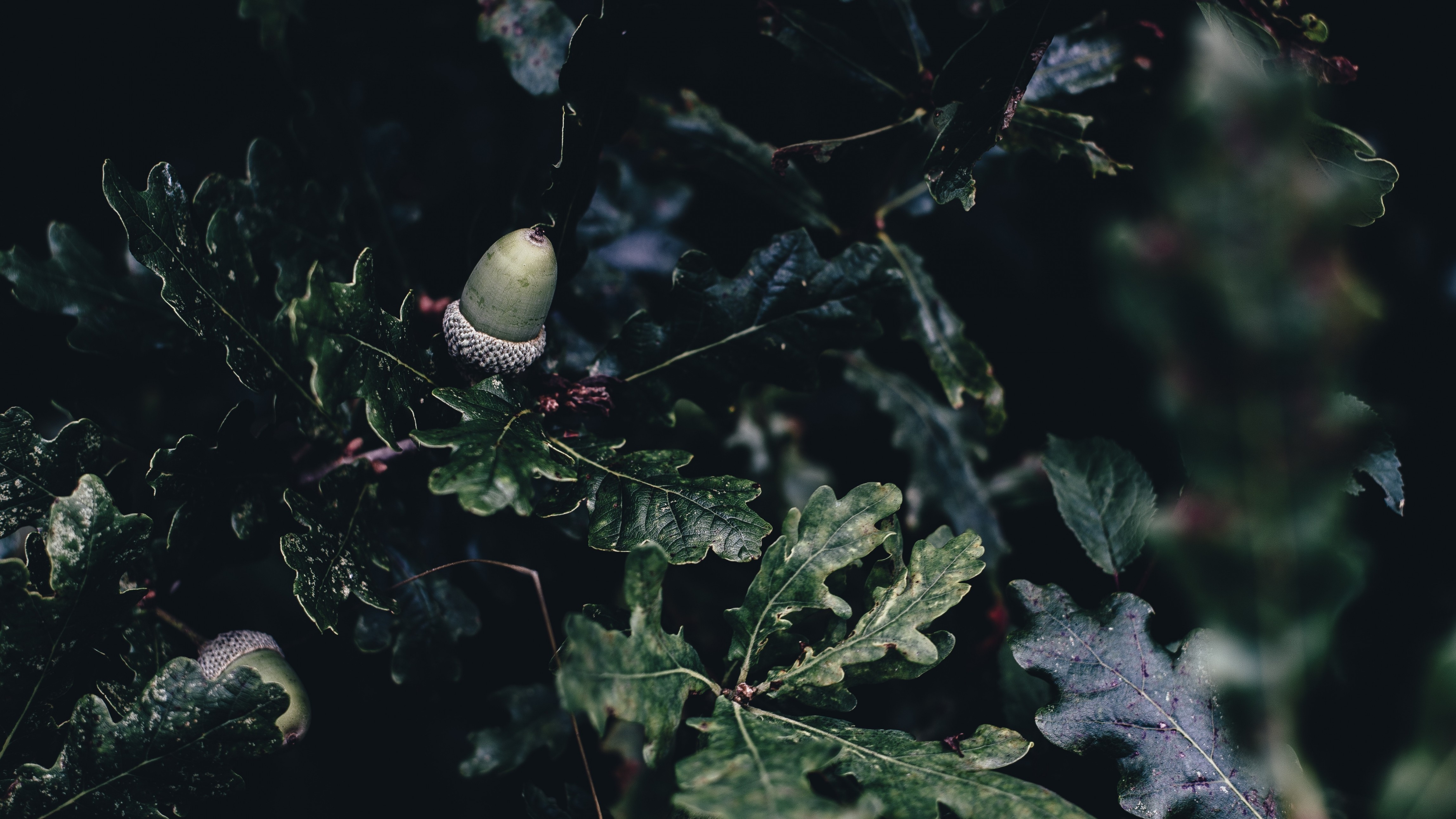 Download 4592x2584 Acorn, Leaves, Close Up, Oak Wallpaper