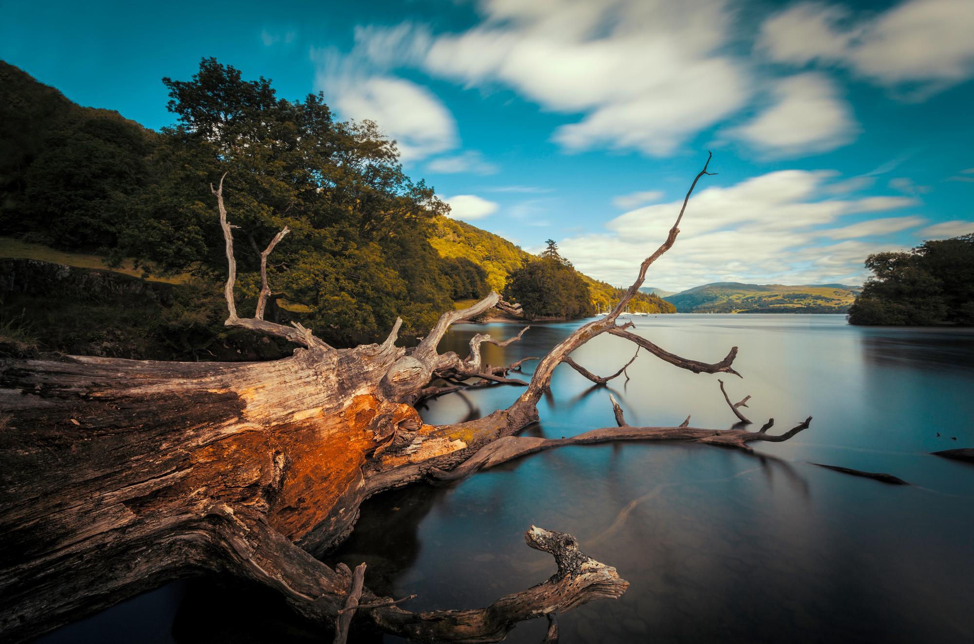 Fallen Tree Lake Windermere Wall Mural