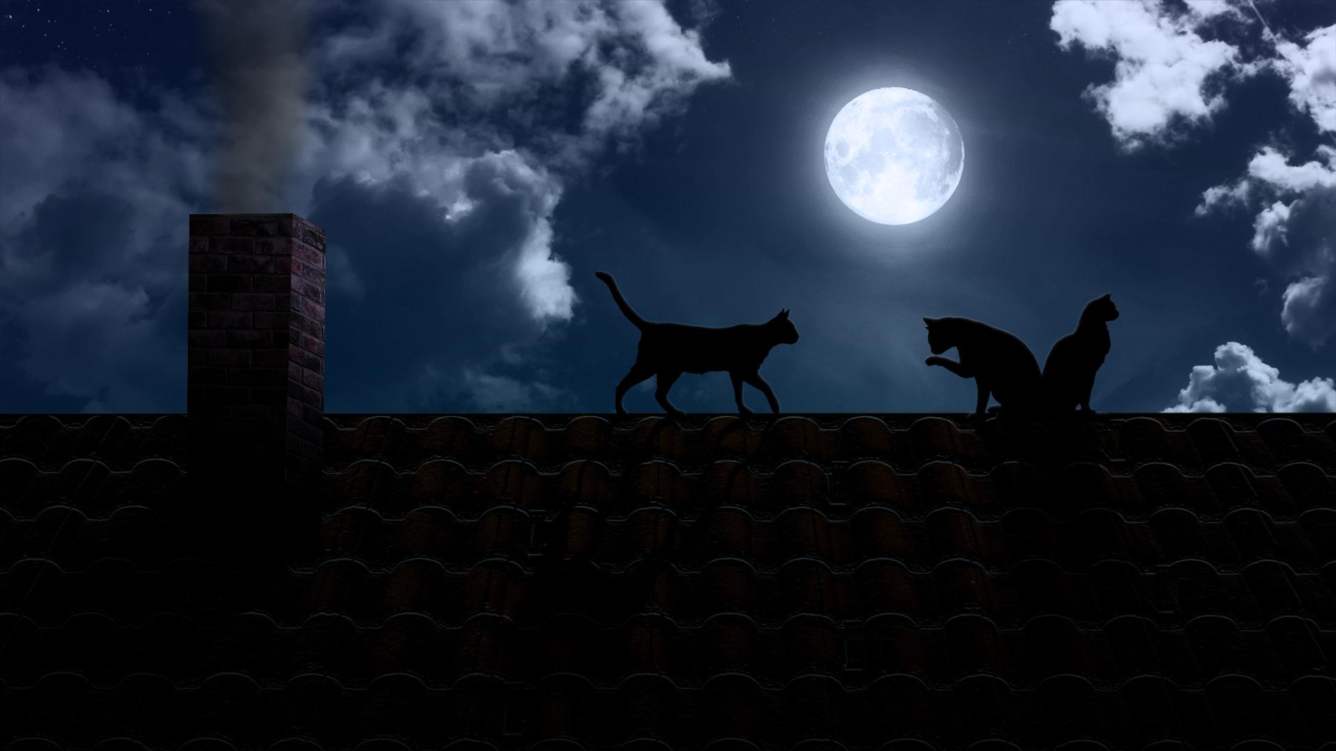 Cats On The Moon Wallpaper
