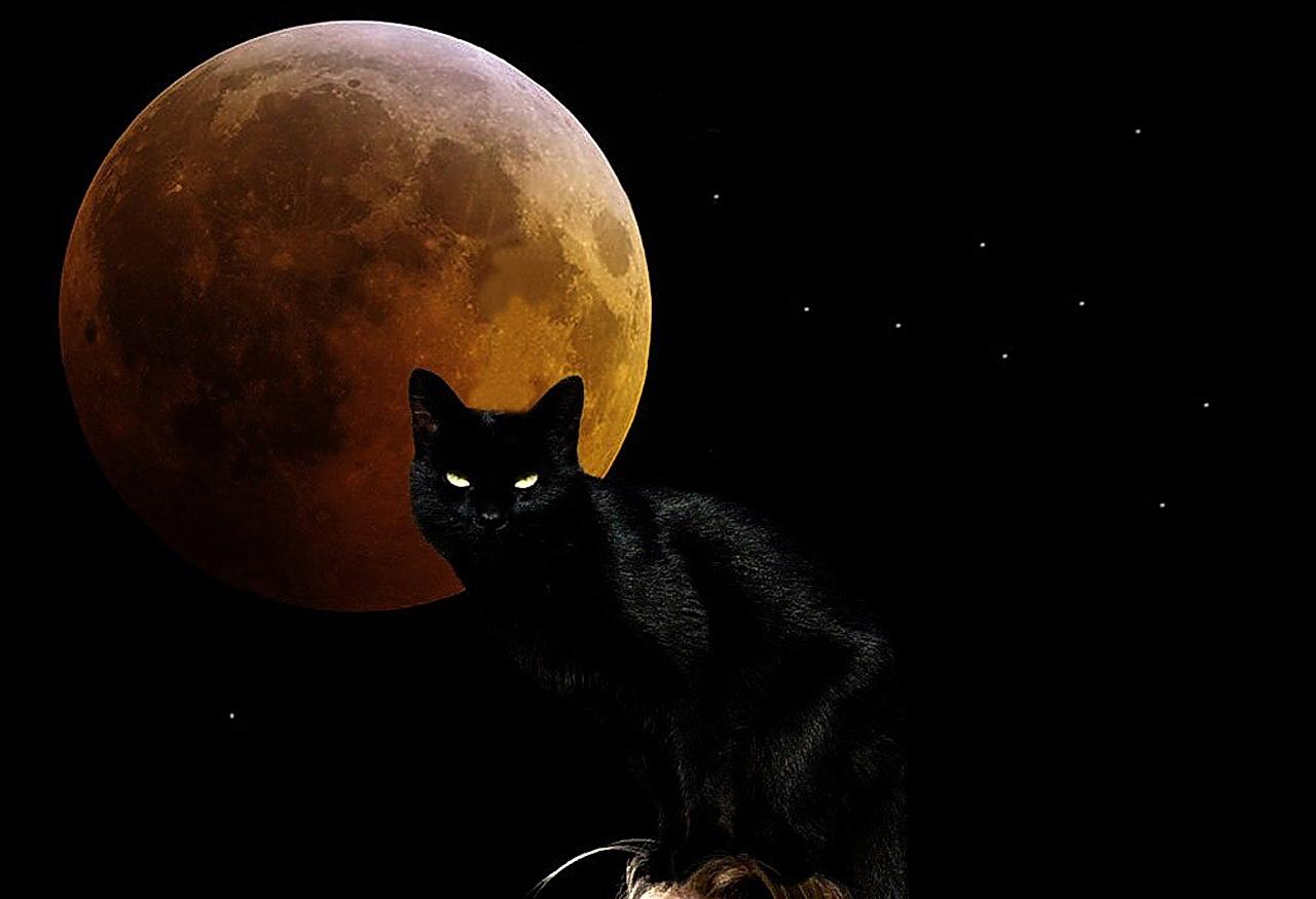 Witchy Moon Cat Wallpaper and Background Imagex875