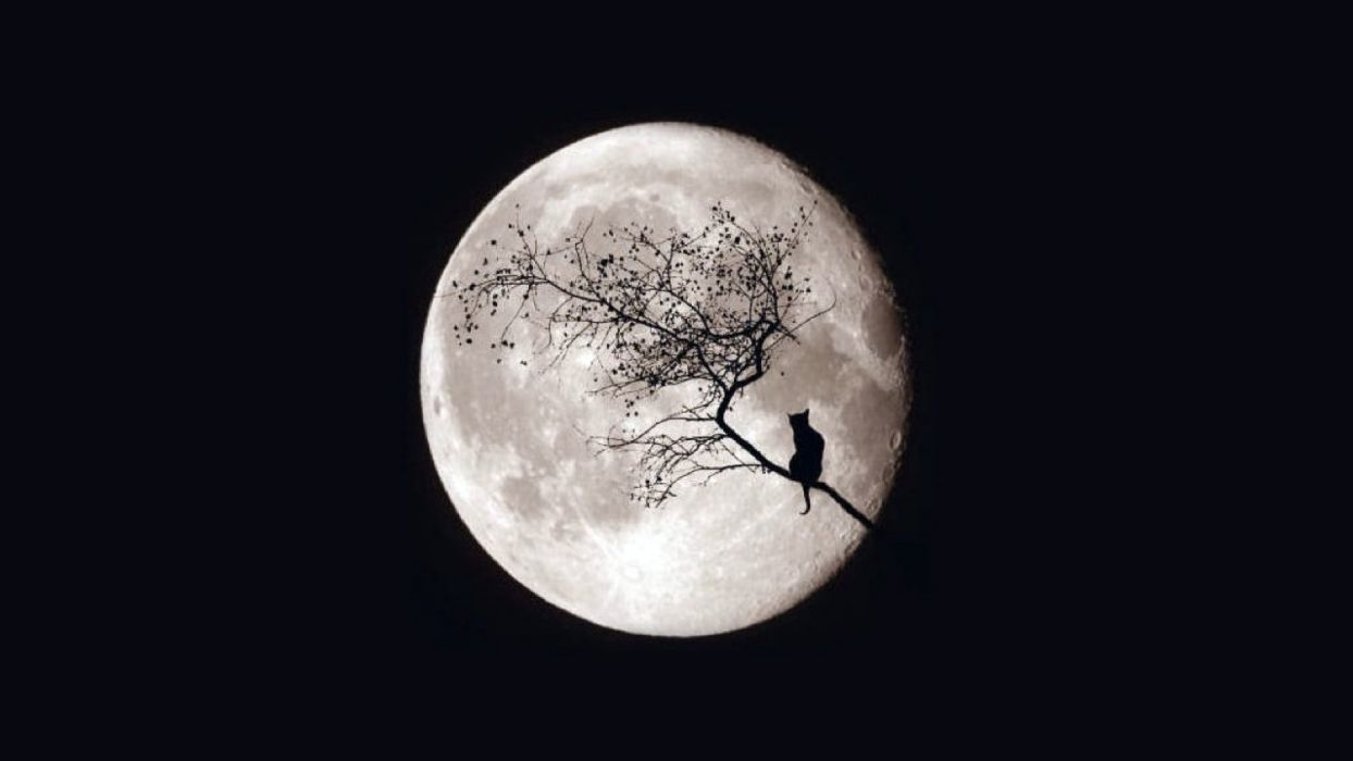 Moon night cat tree magic sky wallpaperx1080