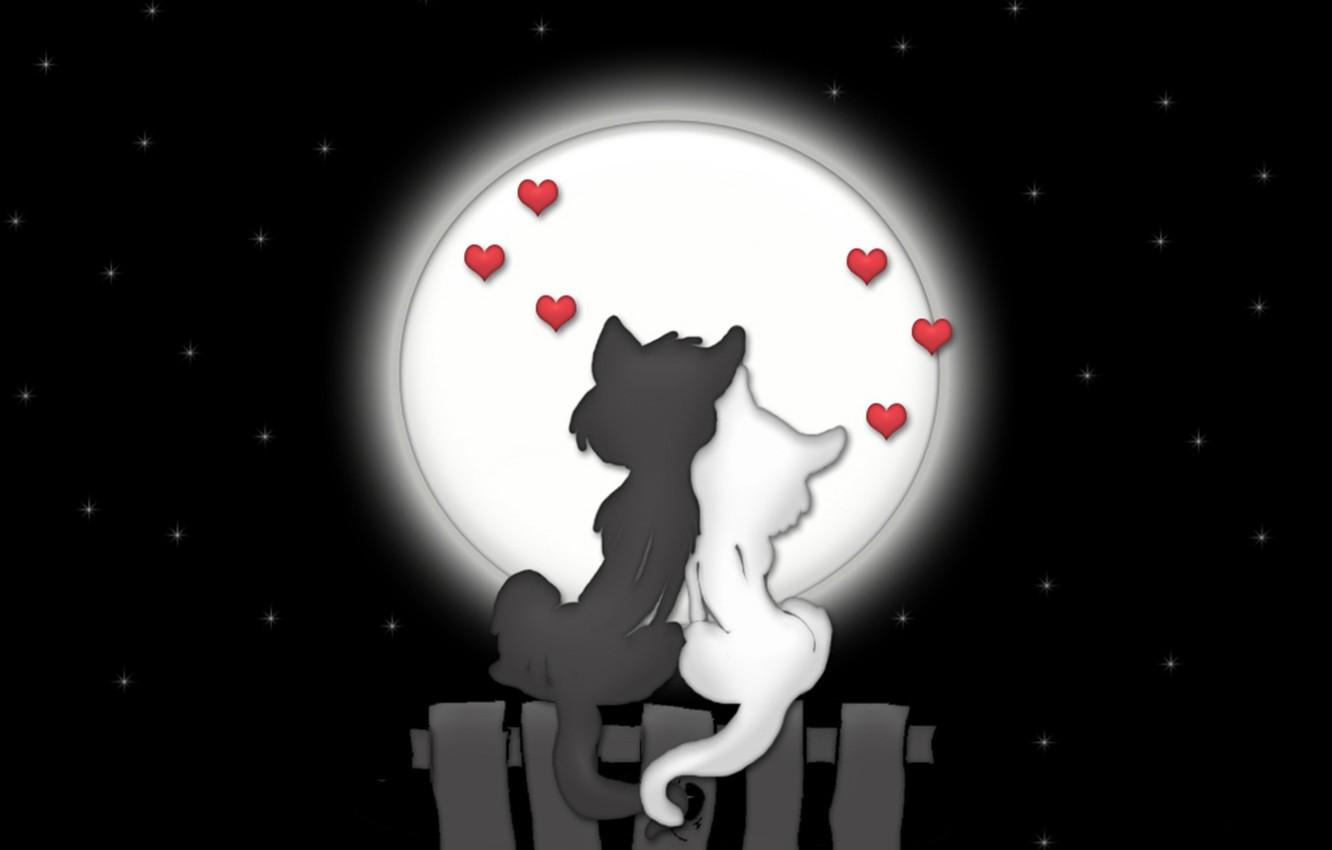 Wallpaper love, cats, night, the moon image for desktop, section
