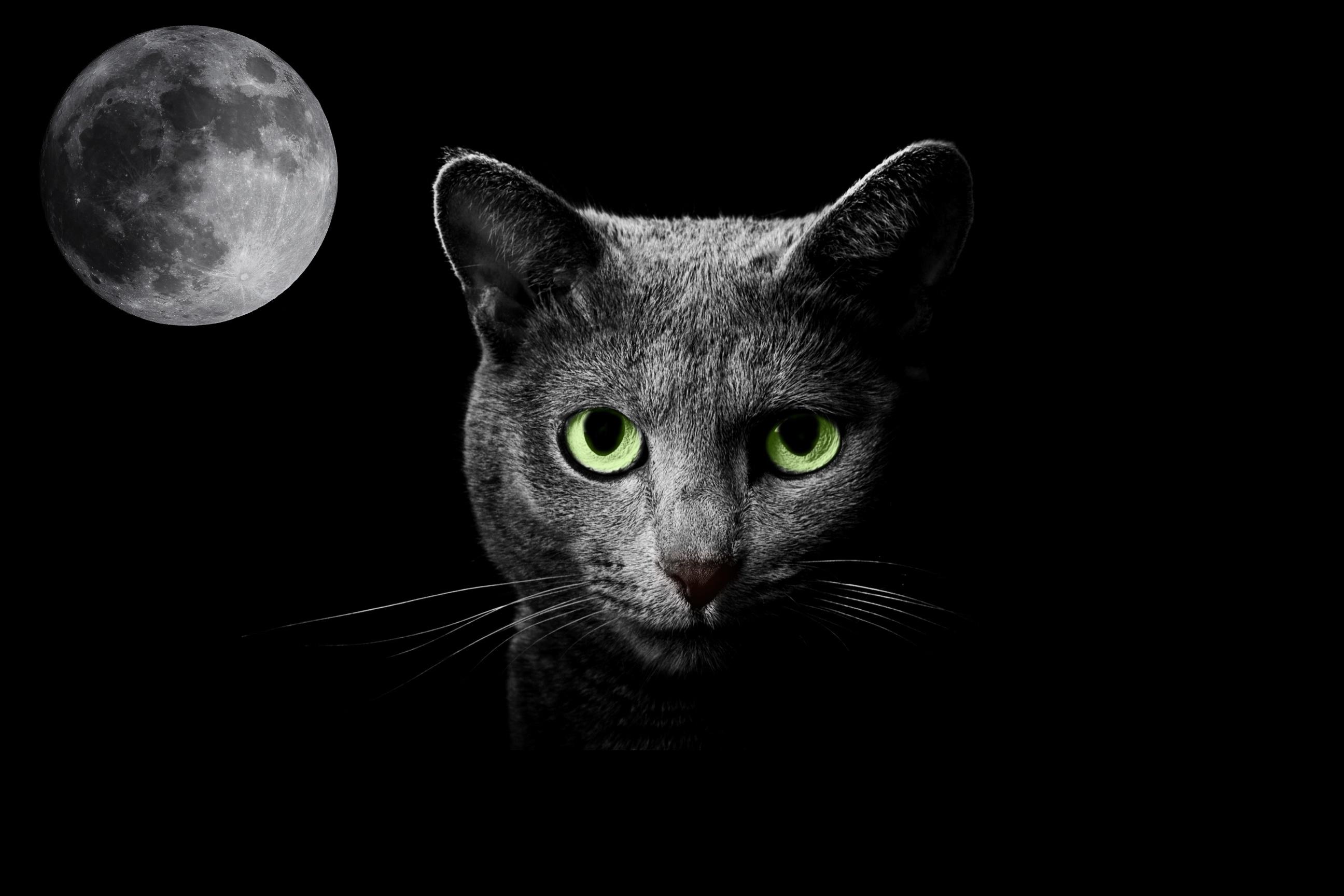 Wallpaper moon, cat, night, fantasy, theme cats