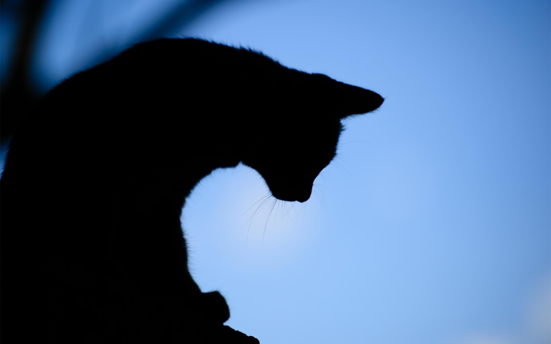 Cat Silhouette Wallpaper.com. Free for personal use
