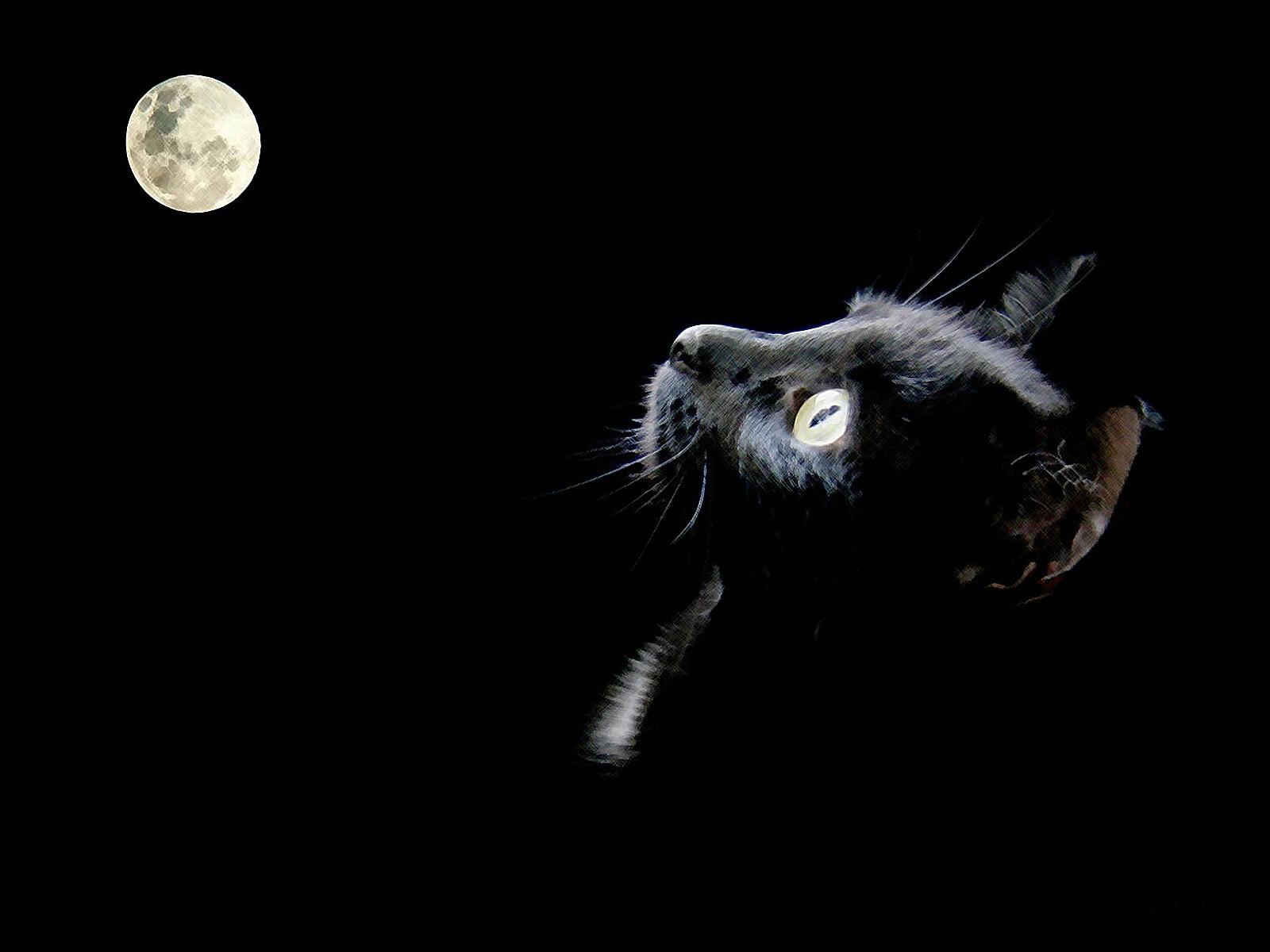 Cats On The Moon Wallpapers - Wallpaper Cave