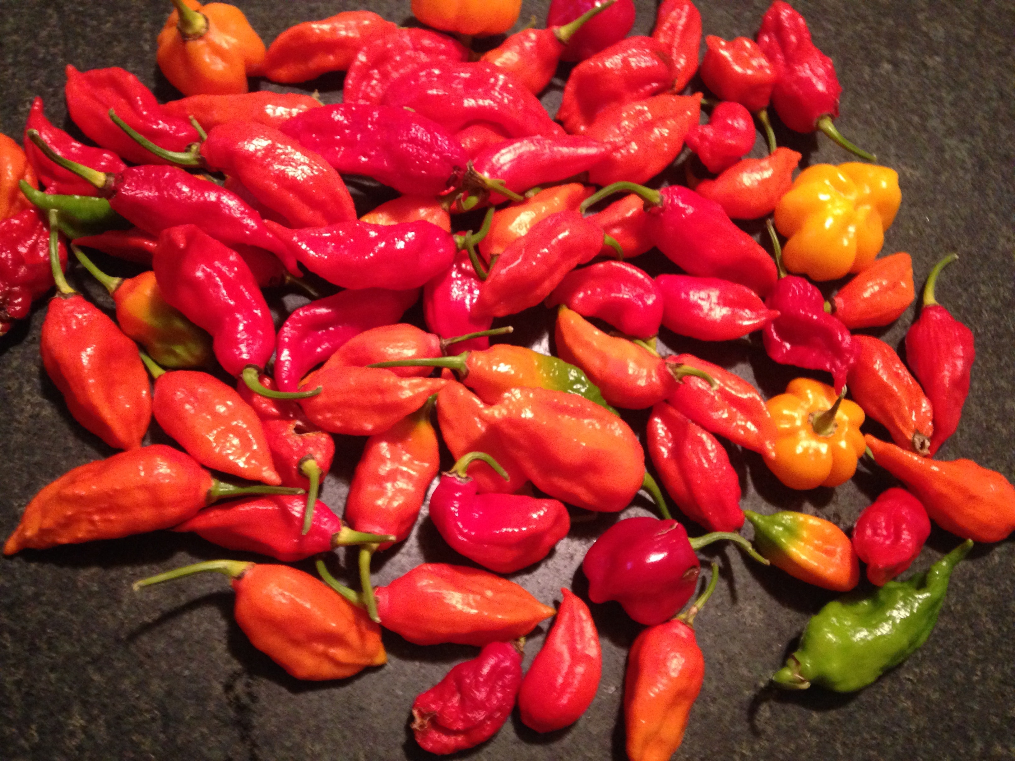 Free stock photo of Ghost peppers.