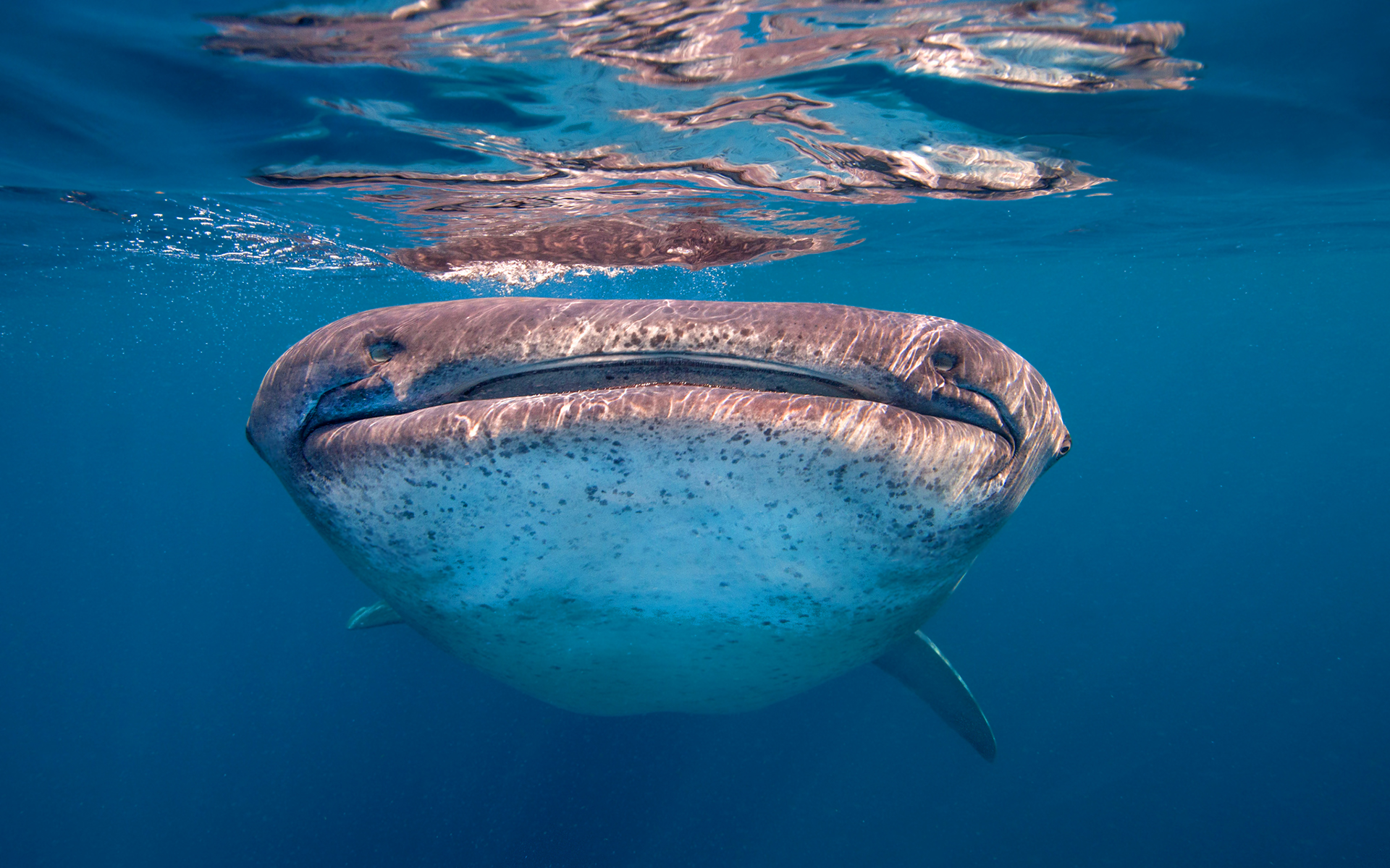 Whale shark watching at you photo and wallpaper. Cute Whale shark