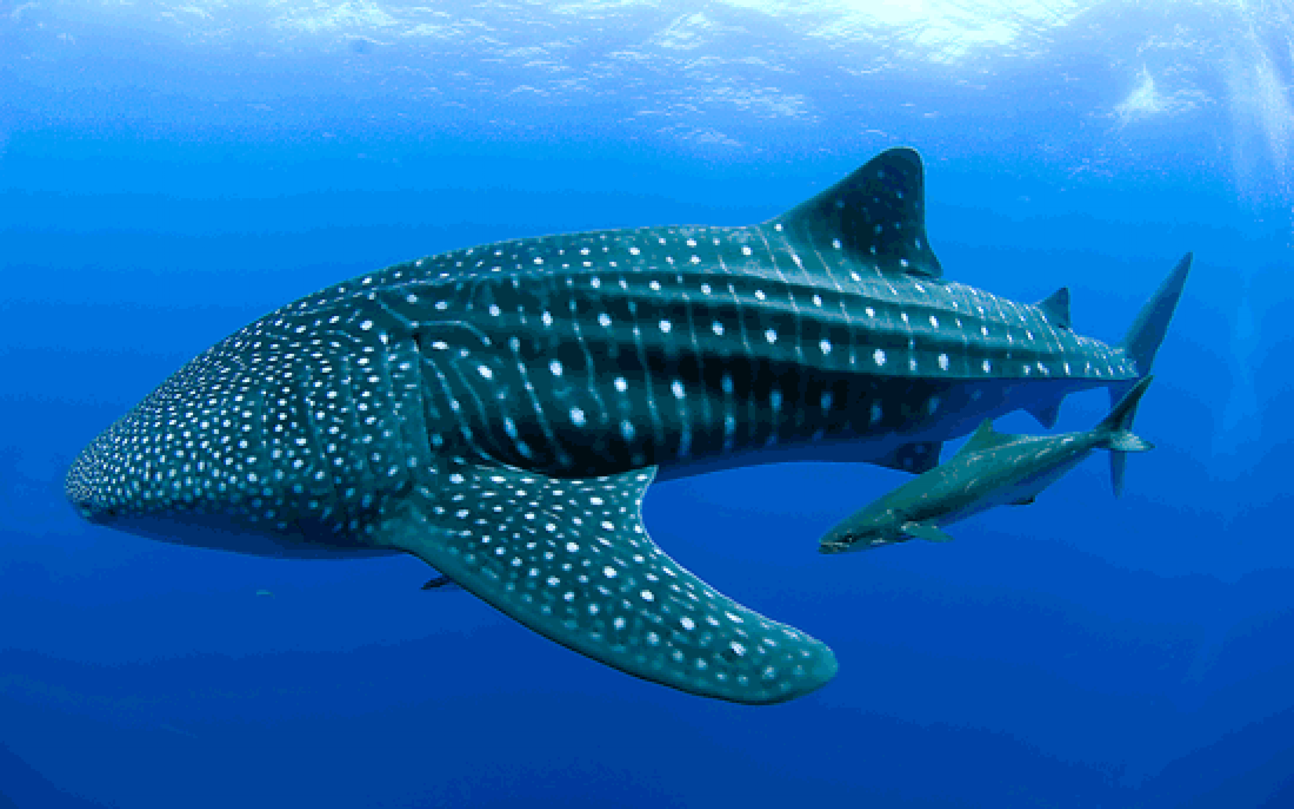 Floating Whale shark photo and wallpaper. Cute Floating Whale shark