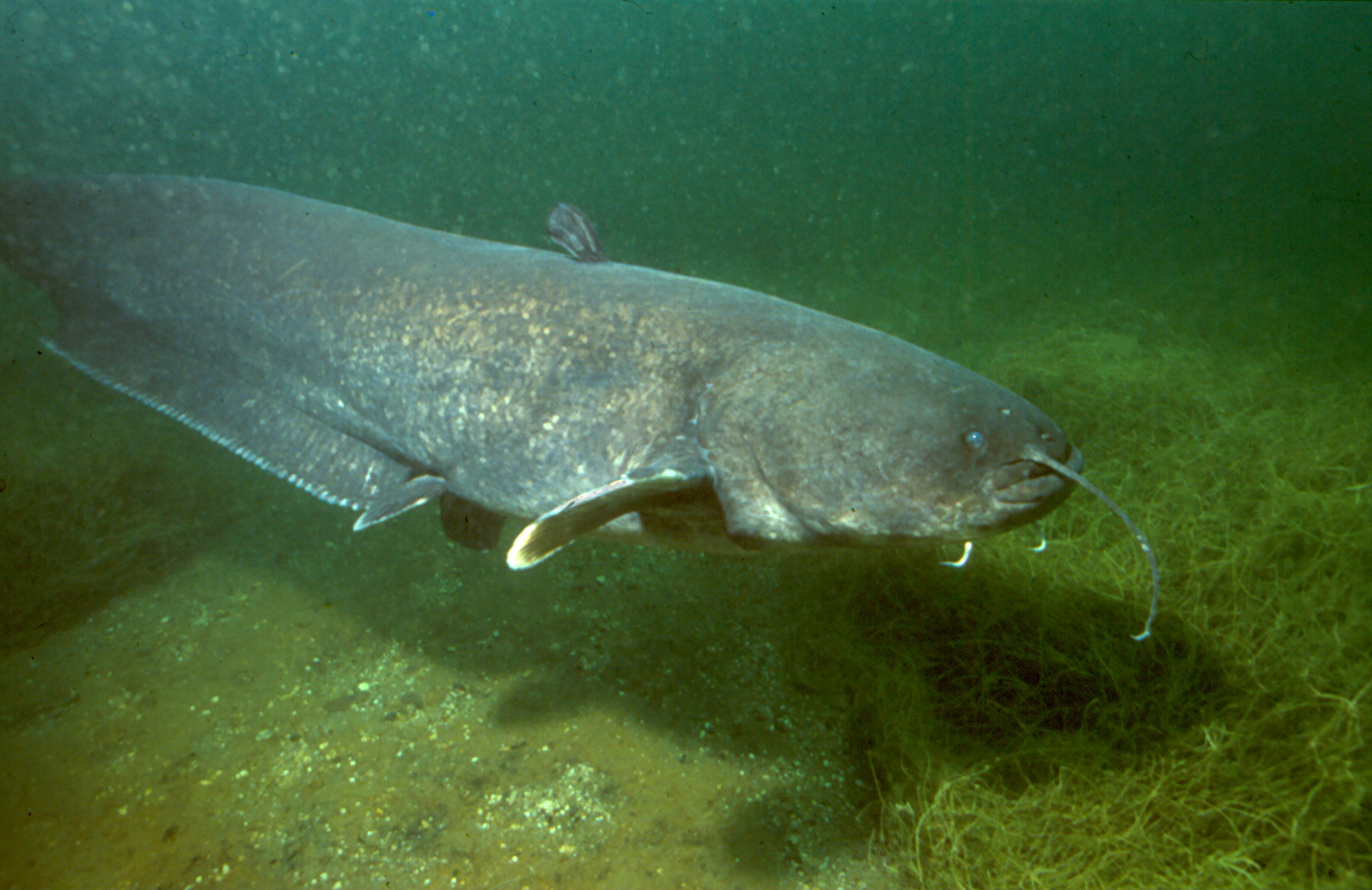 Wels catfish photo and wallpaper. Nice Wels catfish picture