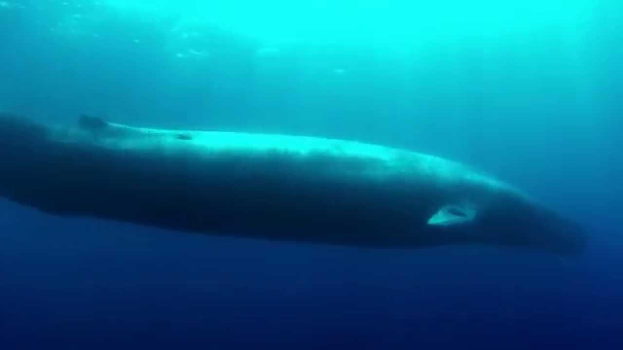Stunning High Definition Underwater Footage of the Blue Whale