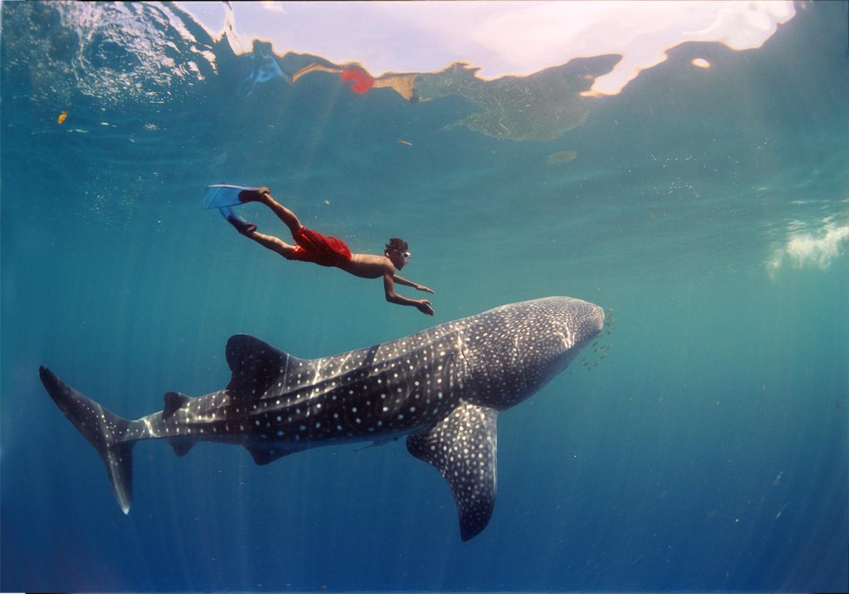 Whale shark and man photo and wallpaper. Cute Whale shark and man
