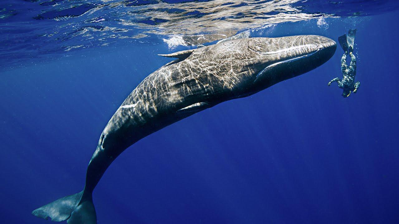 Amazing Footage Shows Sperm Whale .twistedsifter.com
