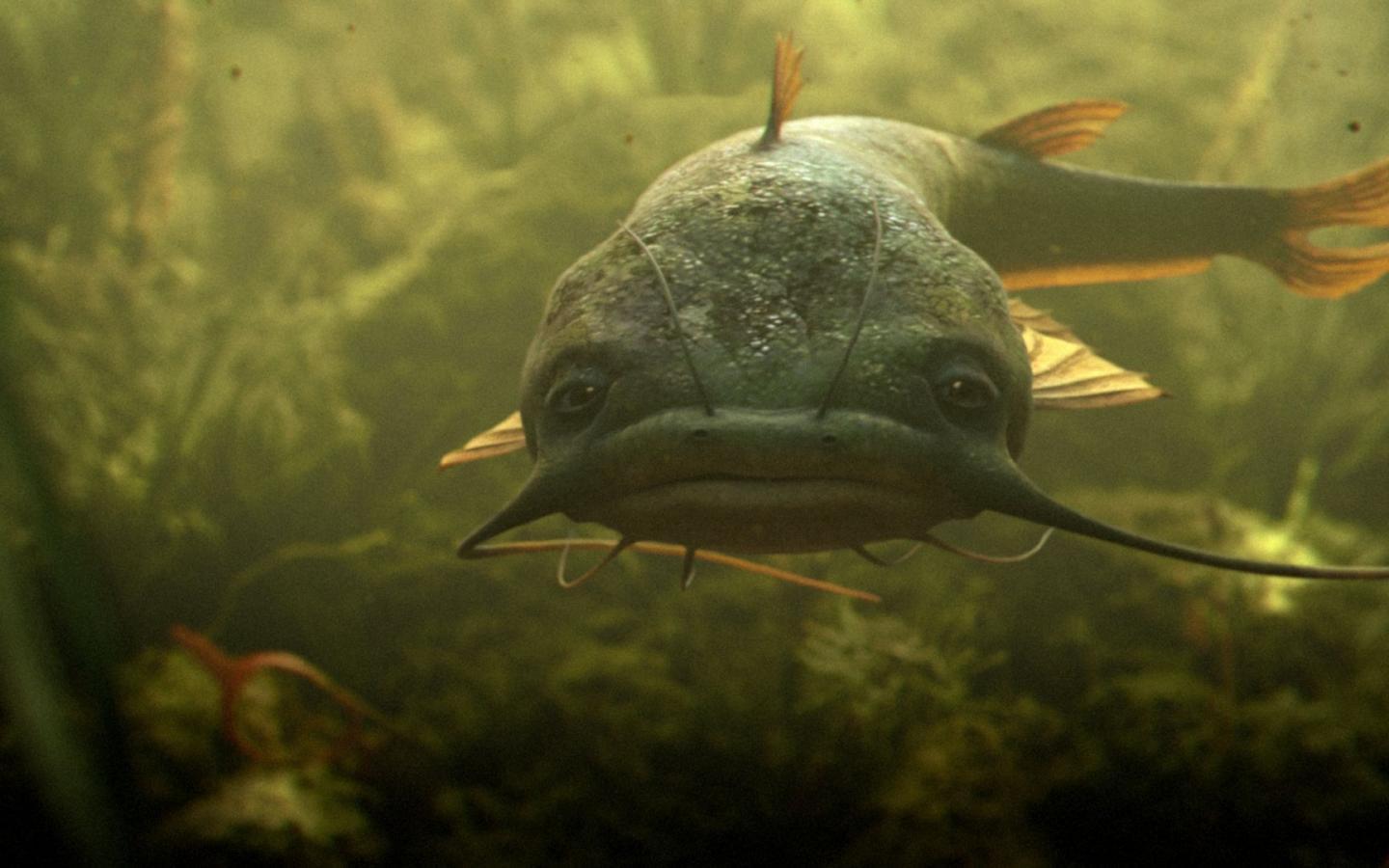 Catfish Whale Wallpapers Wallpaper Cave