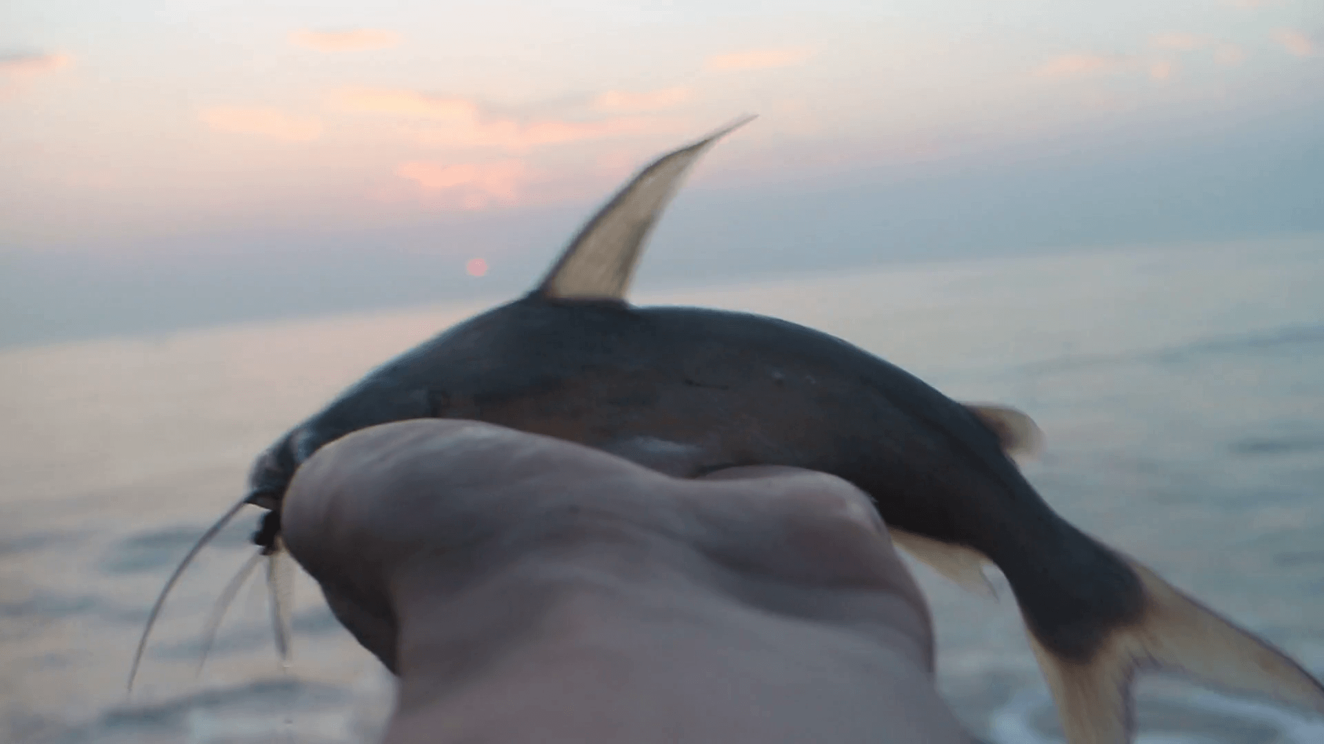 Catfish Whale Wallpapers Wallpaper Cave