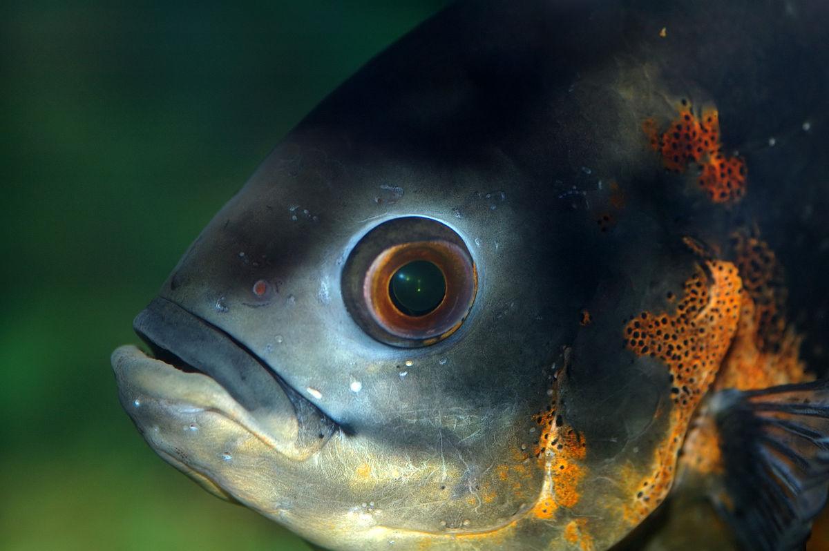 Vision in fishes