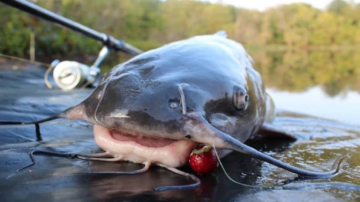 The Best Catfish Bait Every Angler Should Know