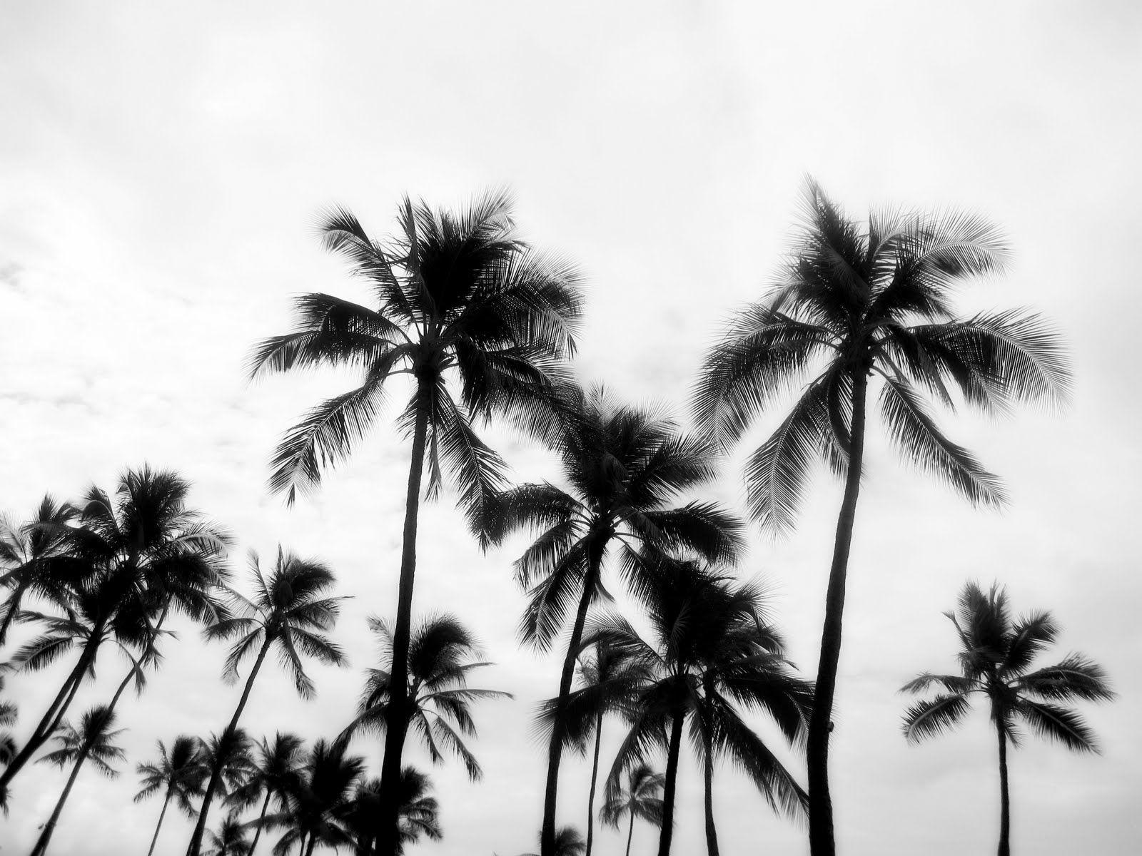 P A L M S. BlackOut. Black, white wallpaper, Palm trees