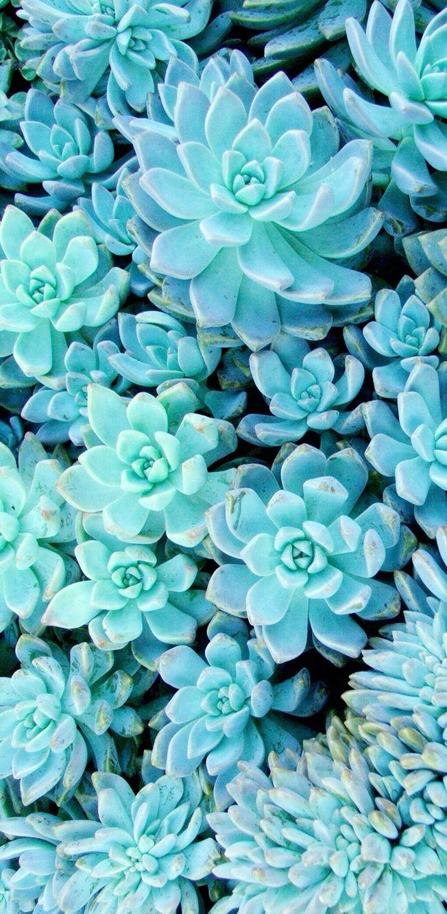 Succulent wallpaper. Succulents wallpaper, Blue wallpaper