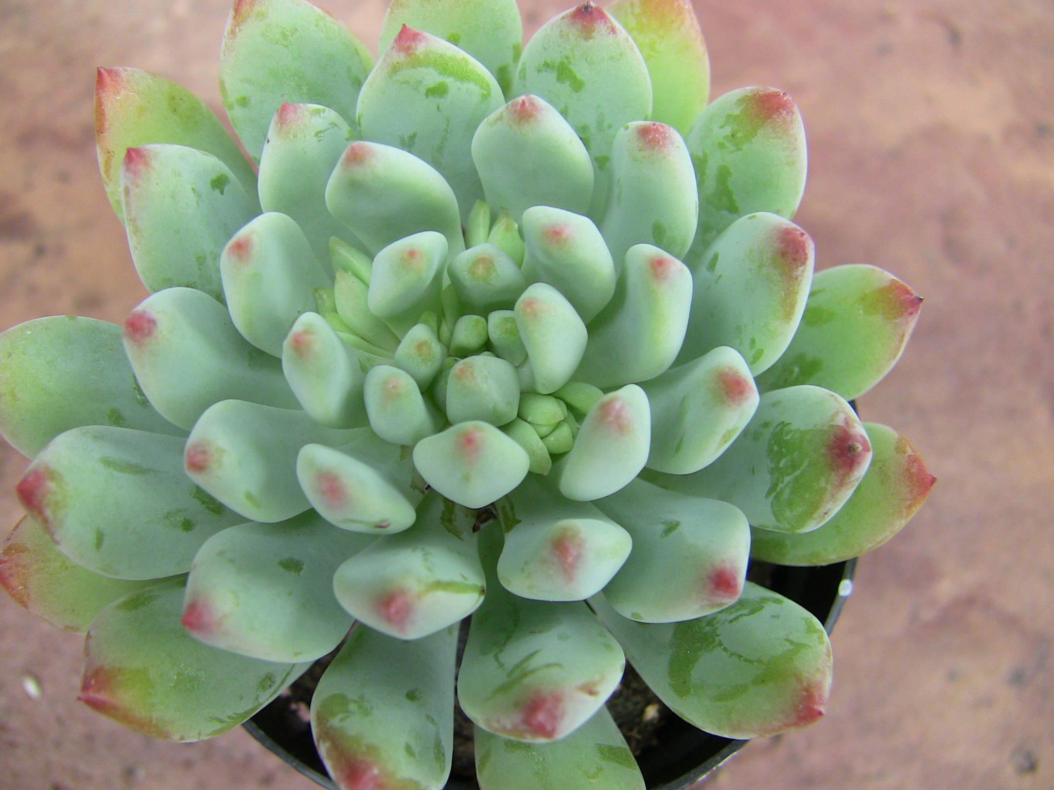 Succulent Types of the Month Club Subscription