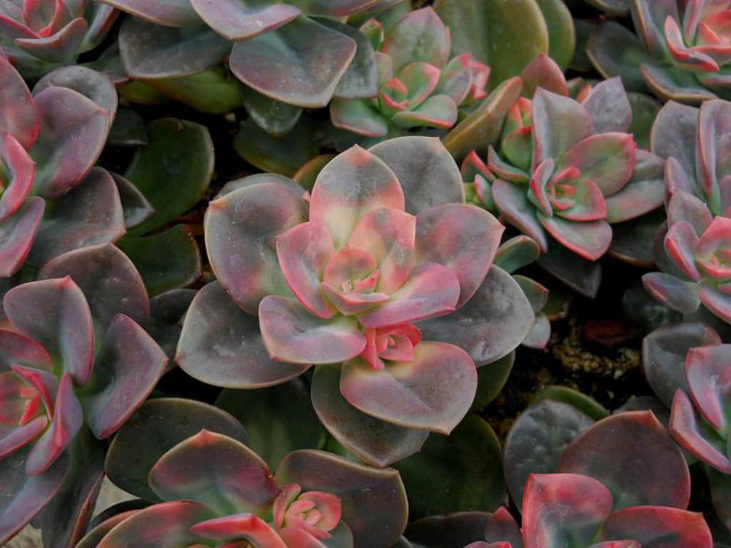 Succulent Types of the Month Club Subscription