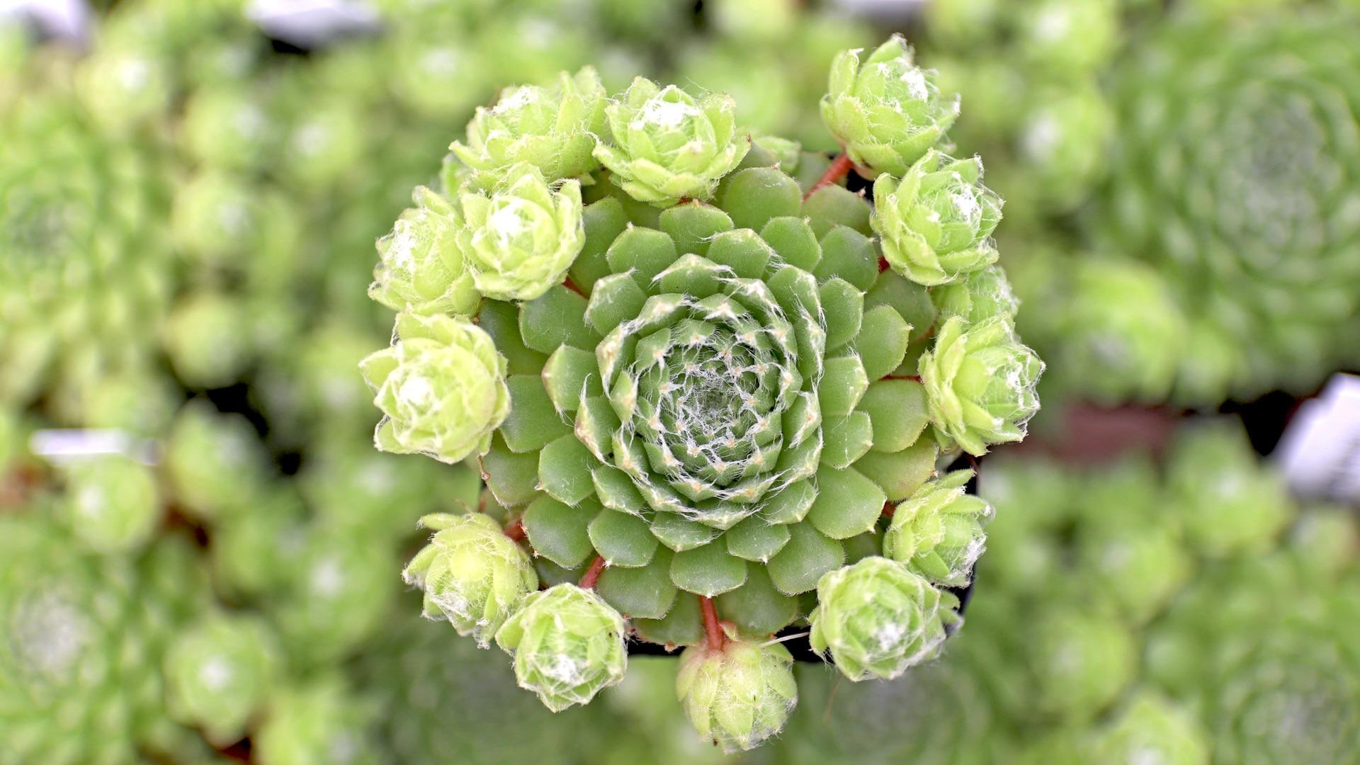 The Most Prolific Sempervivum (Hens and Chicks) and Heuffelii