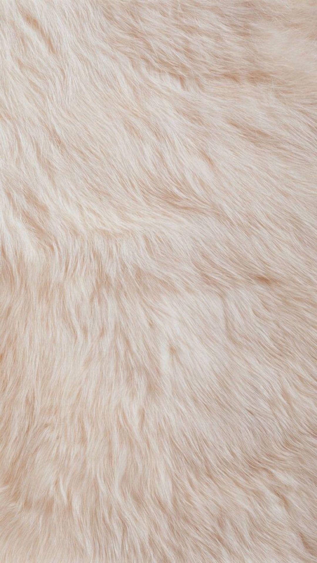 White Fur Wallpapers  Top Free White Fur Backgrounds  WallpaperAccess