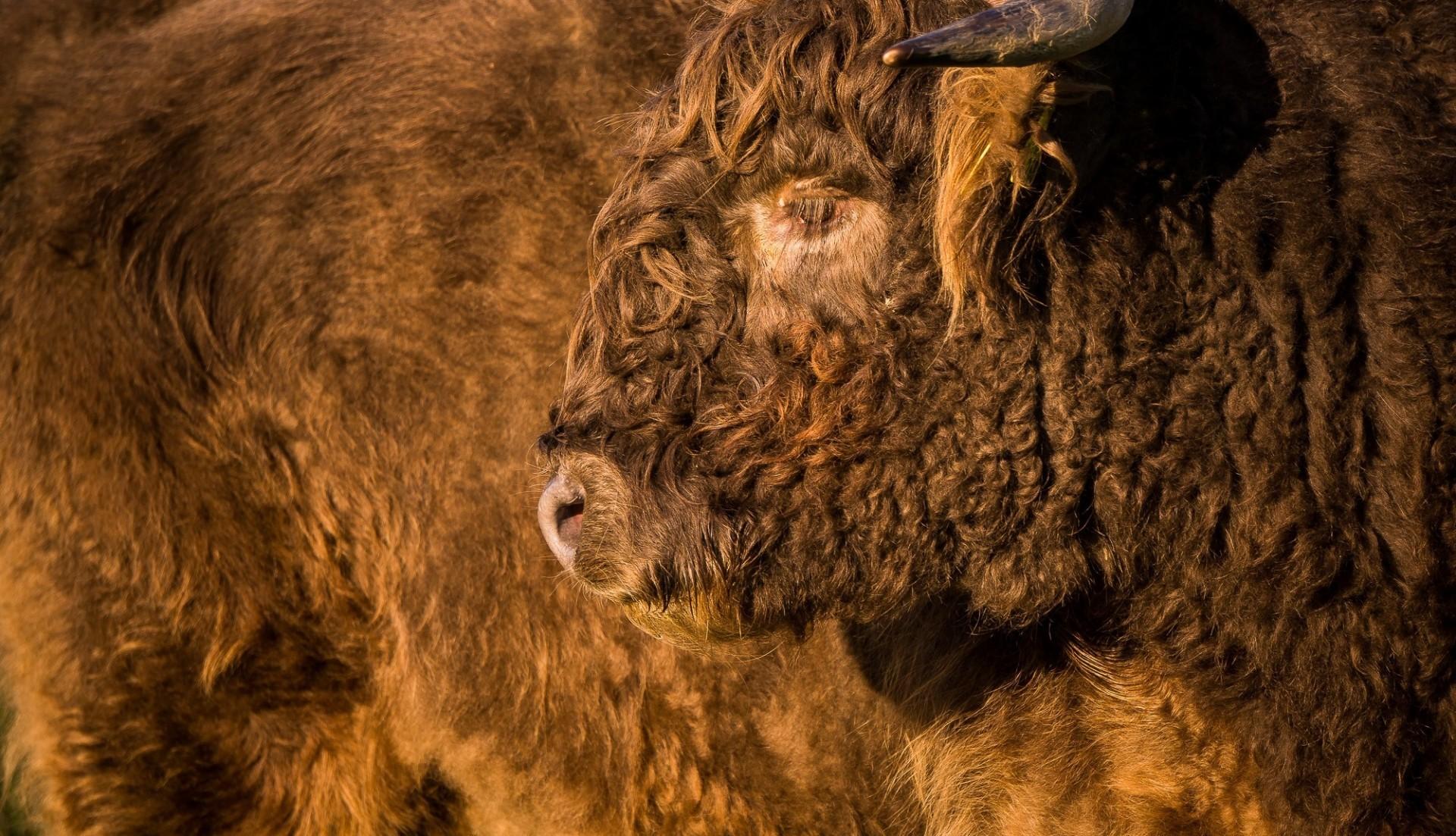Download 1920x1103 Bison, Horns, Profile View, Fur Wallpaper