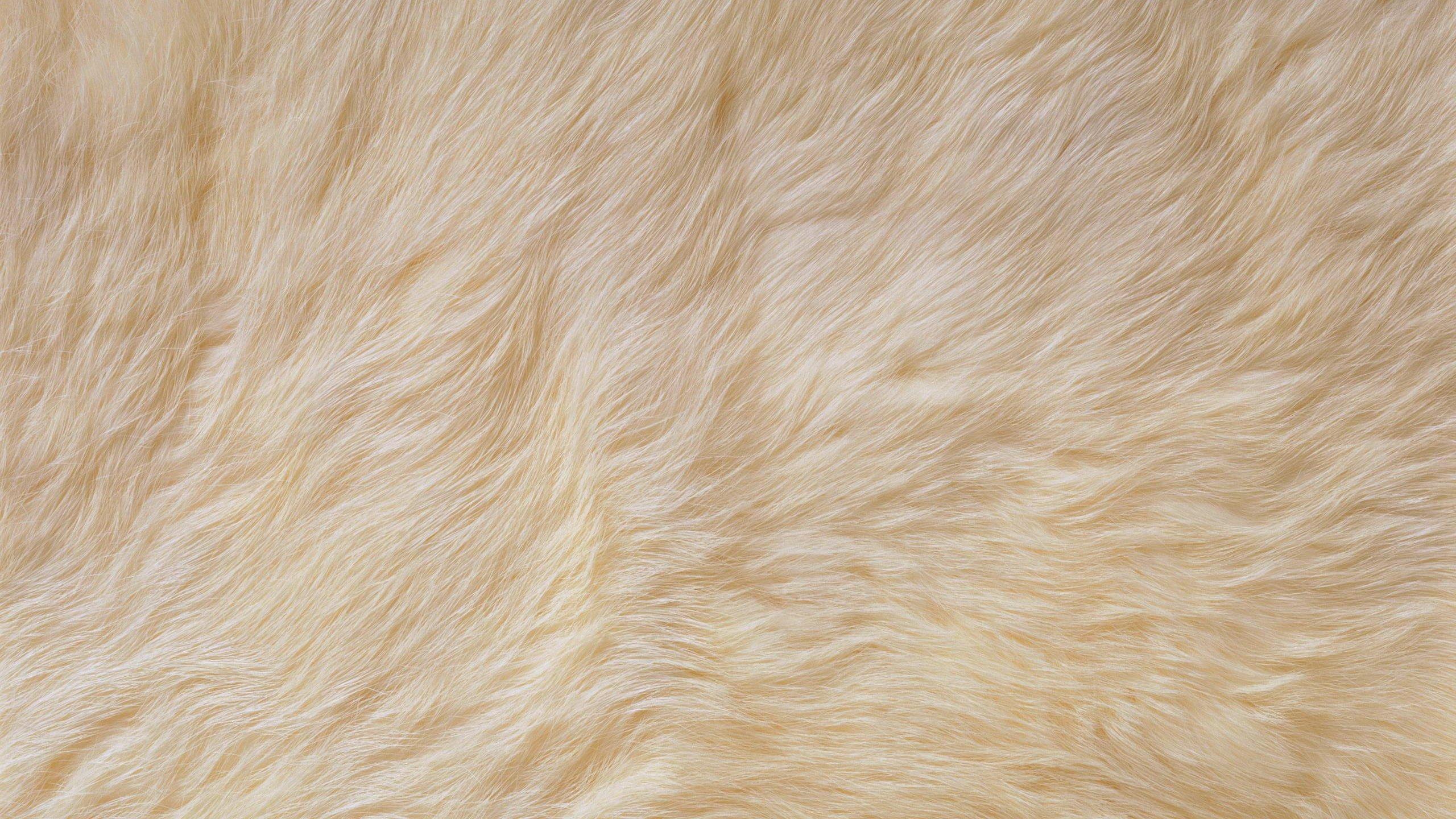 White Fur Wallpaper