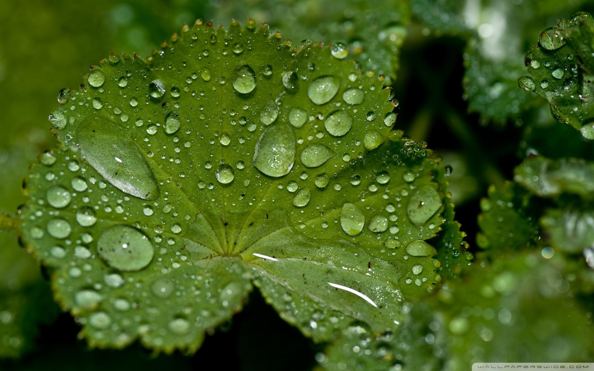 Fresh Water Drops On A Green Leaf ❤ 4K HD Desktop Wallpaper for 4K