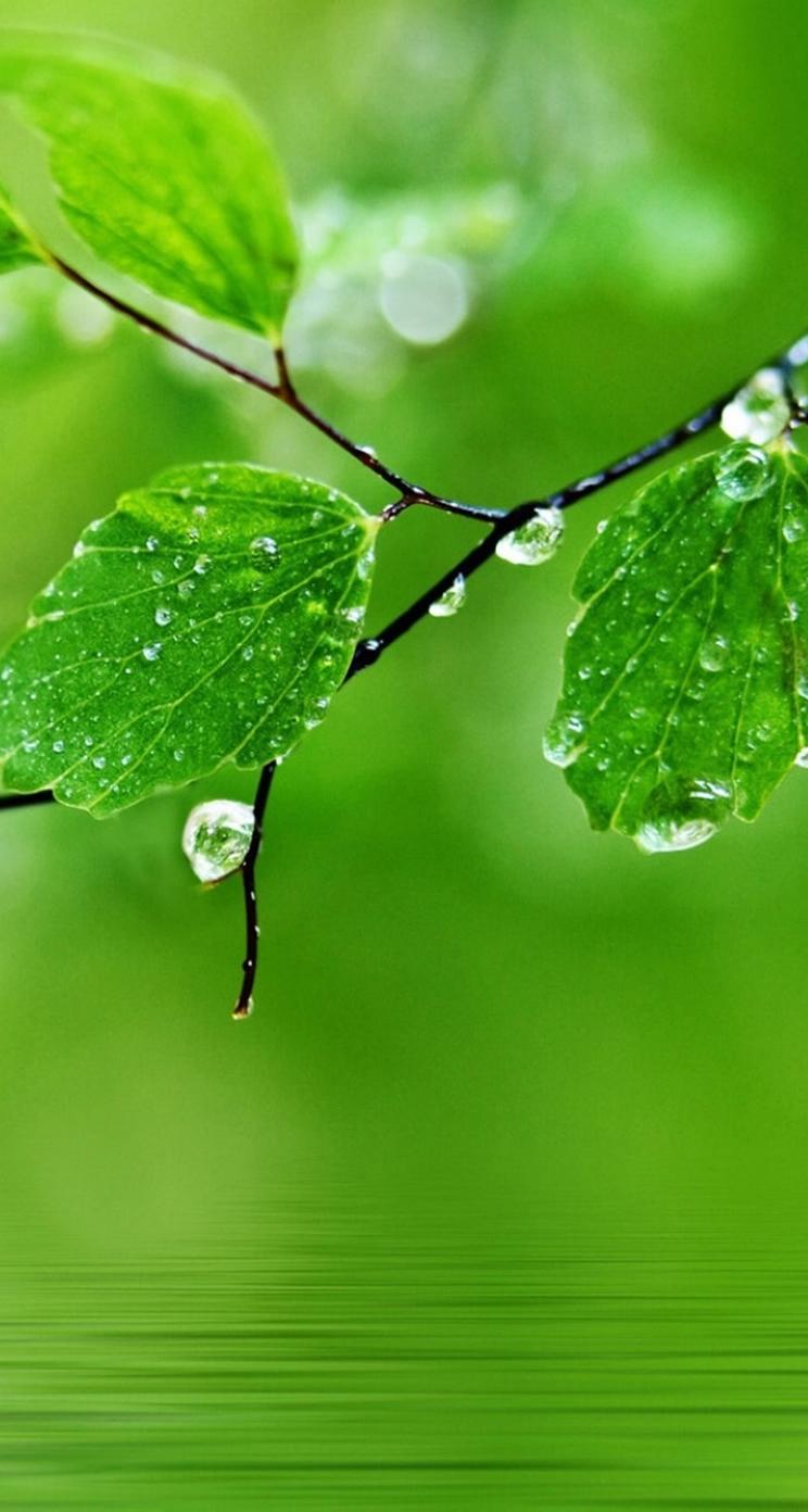 Pure Fresh Dew Leaf Branch Over Water iPhone se Wallpaper Download