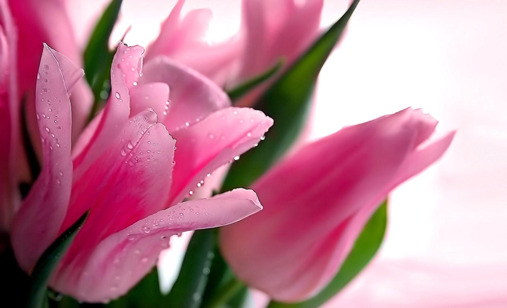 Flower Pink Drops Beauty Flowers Tulips Fresh Water Spring Bouquet