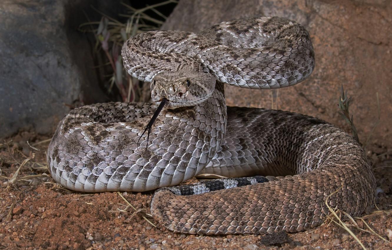 Wallpaper snake, reptile, Texas Sidewinder image for desktop