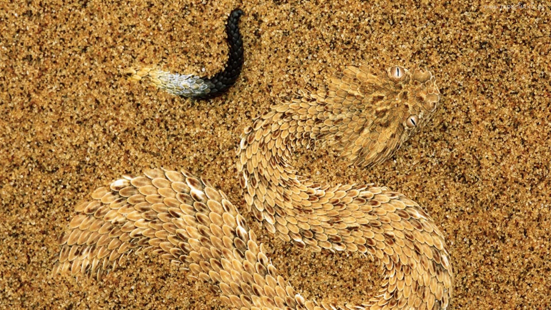A Sidewinder Adder Camouflaged In The Sand HD Wallpaper. Background