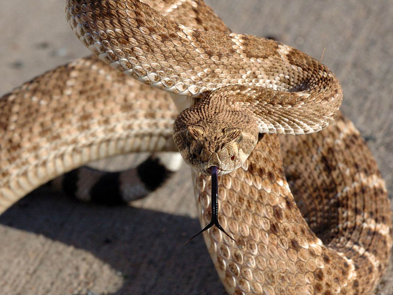 Rattlesnakes HD Wallpaper, Background Image
