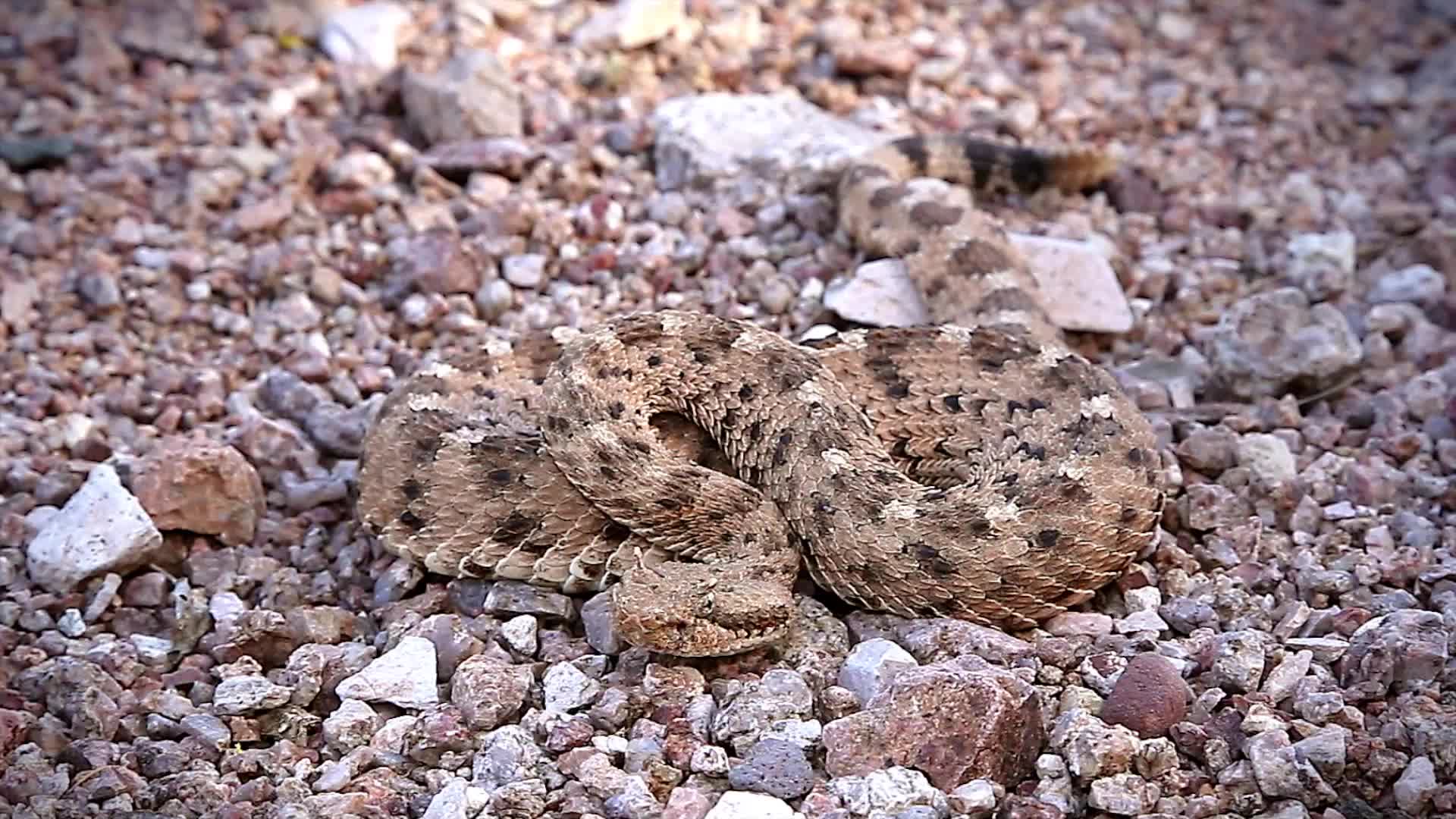 A Sidewinder Rattlesnake (Crotalus cerastes) rattling in Arizona