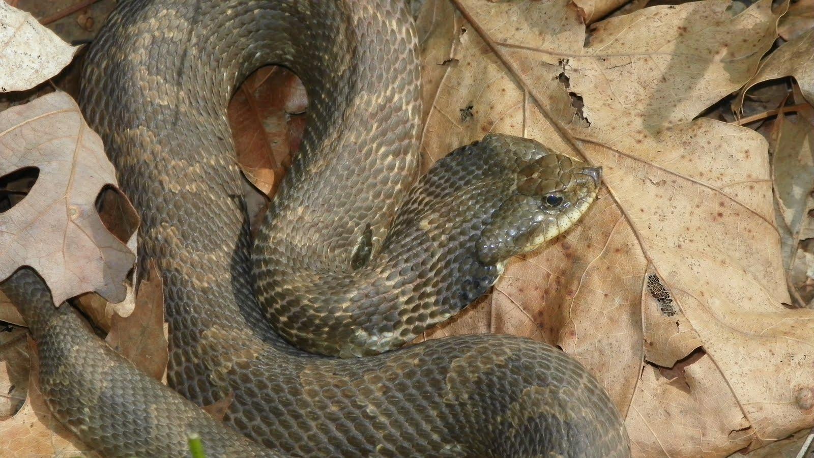 Sidewinder snake image dowload