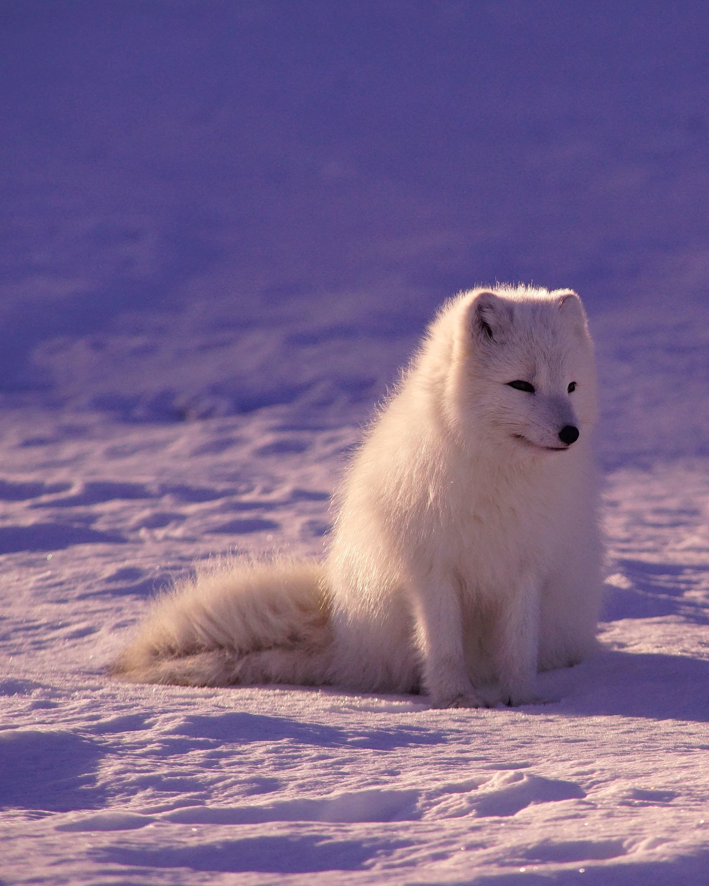 Animals #fox #snow #white #mammal #arctic #wallpaper HD 4k