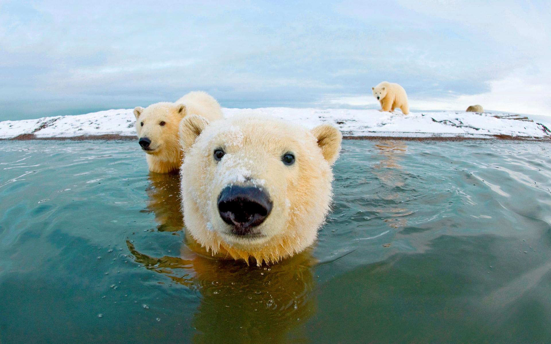 Polar Bears Arctic Wallpaper Picture Photo Image