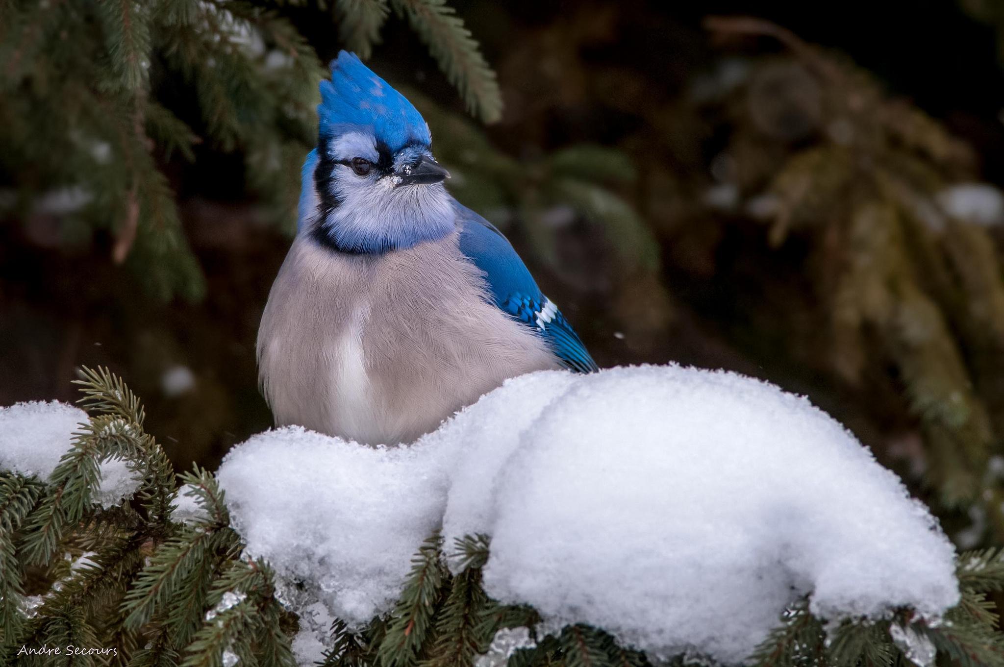 Blue Jay HD Wallpaper and Background Image