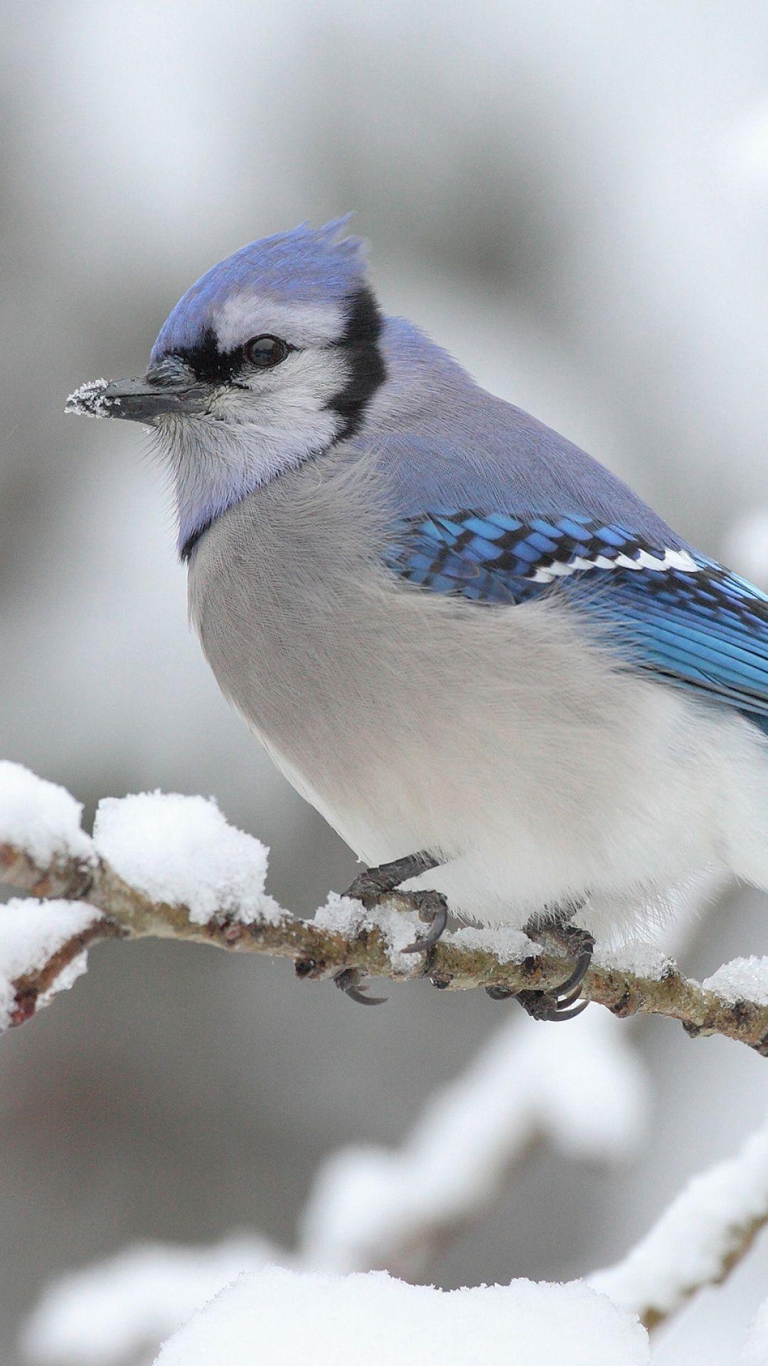 Blue jay sitting on a snowy branch. Birds of a Feather Flock