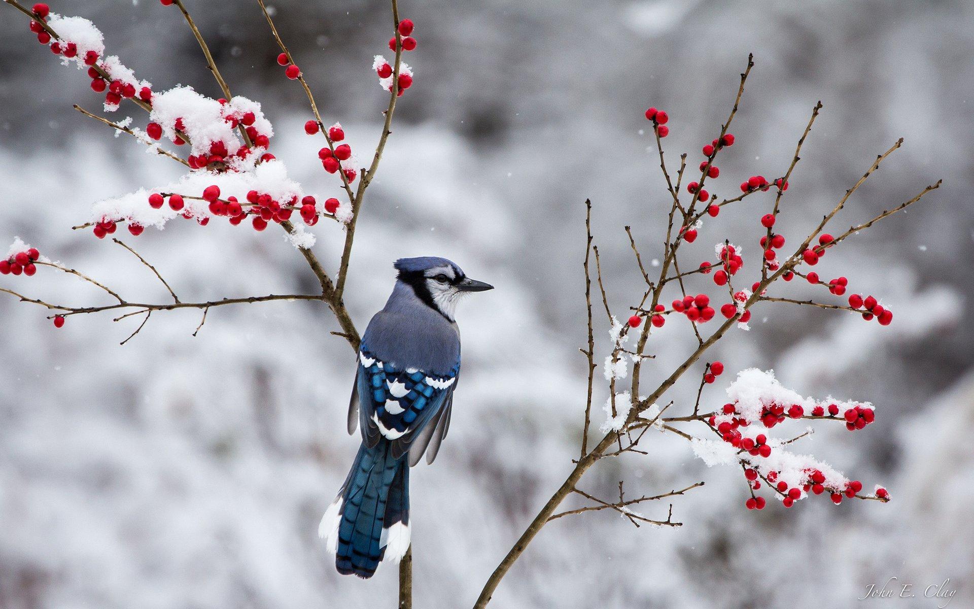berries, Jay, Branch, Winter, Snow, Bird Wallpaper HD / Desktop
