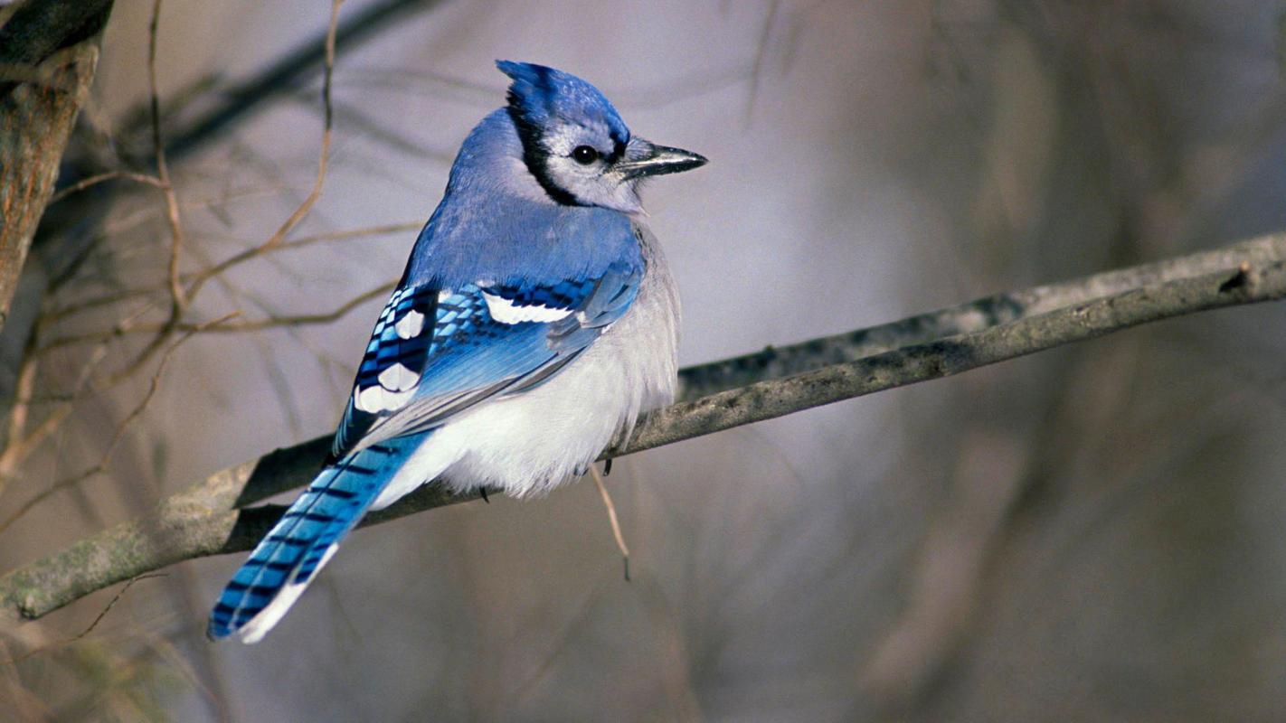 Blue Jay. Birds Wallpaper for Android