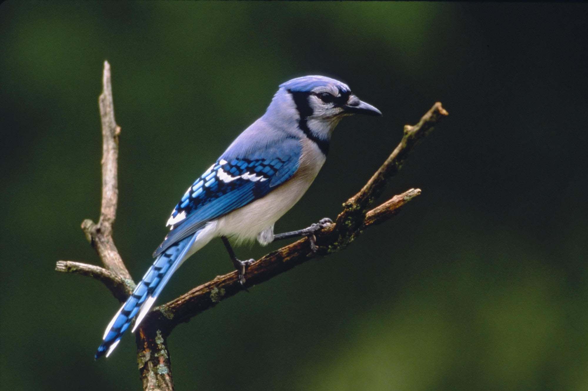 best ideas about Blue bird Pretty birds BlueD