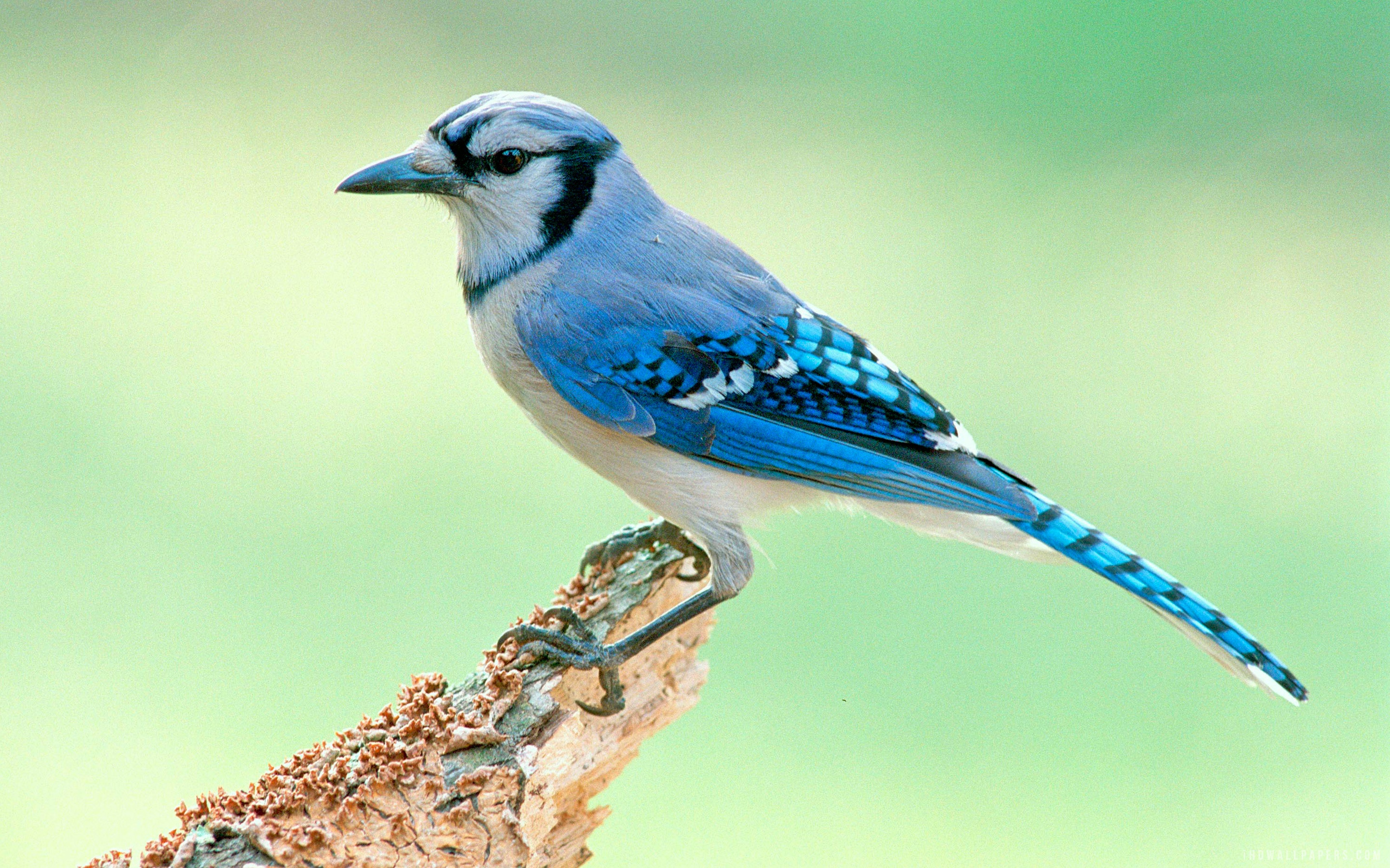 Blue Jay Bird wallpaper. animals and birds