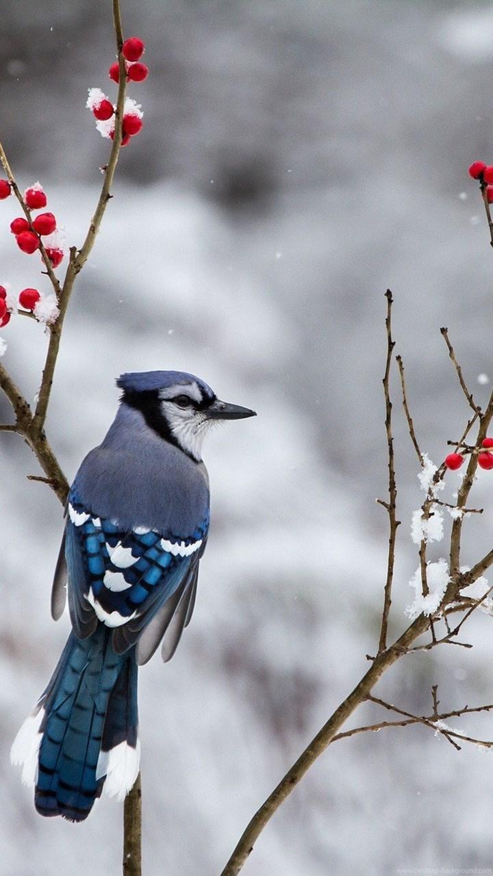 Birds: Blue Jay Snow Branches Winter Berries Bird Wallpaper